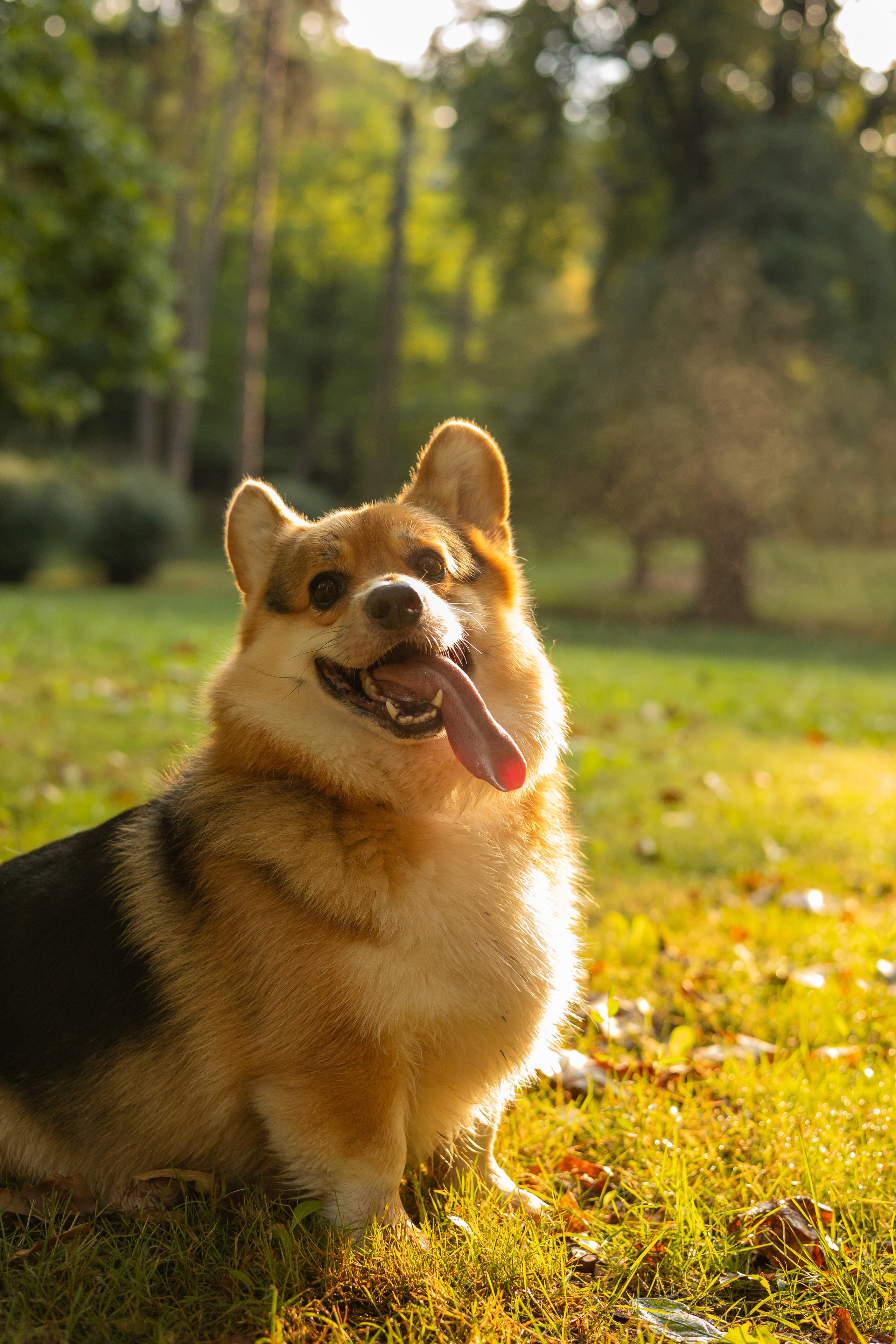 Мария и Санти. Фотограф-анималист | Белград