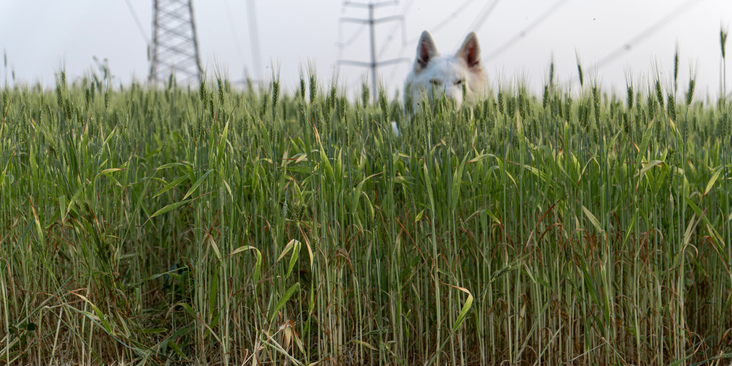 Шельга и Шегги. Главное меню