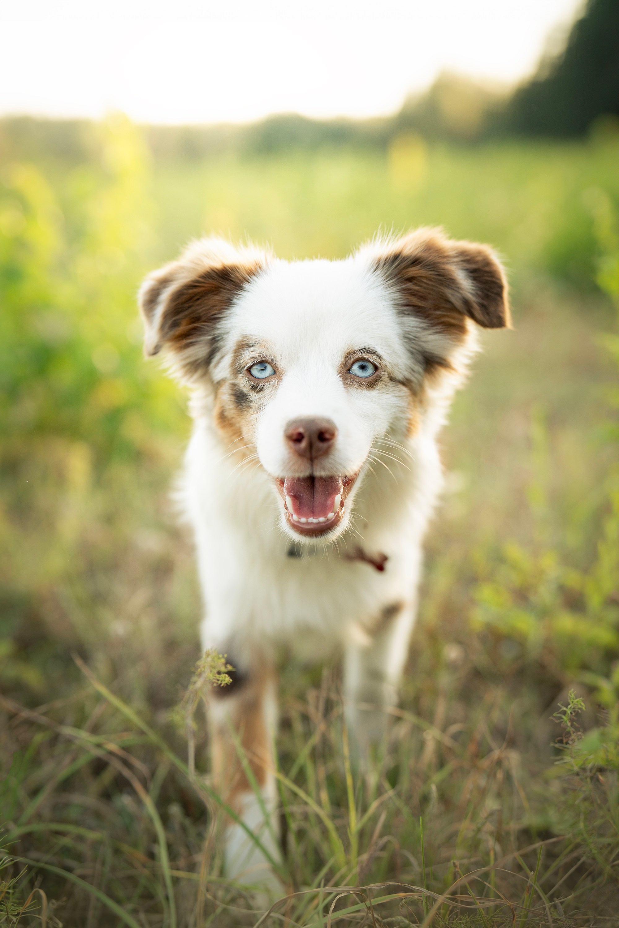 Elenos ir jos šuns Yummi fotosesija gamtoje Vilniuje. Vita Klimaševska ○ Fluffy Soulmate Photography