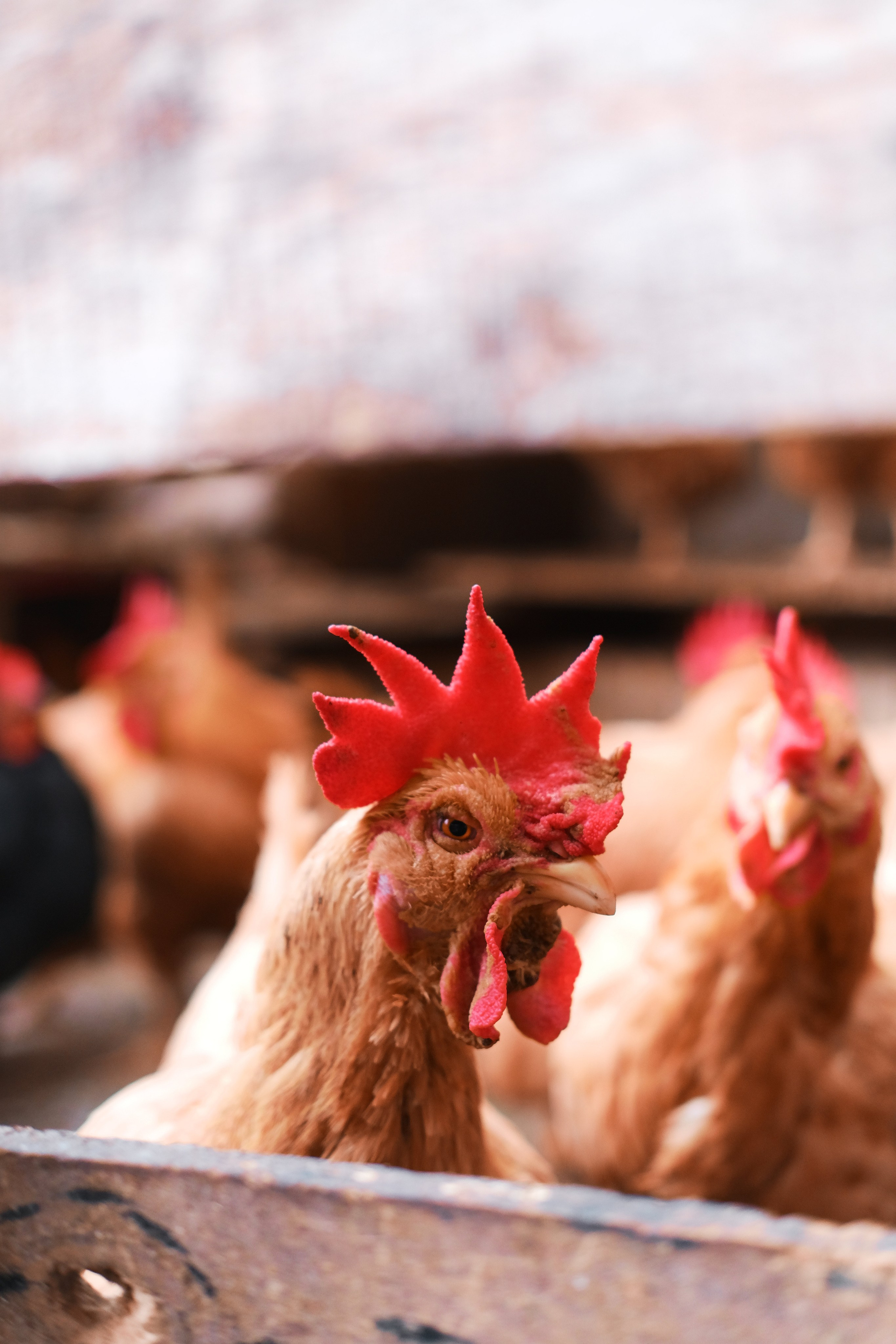 Unreleased version - Angry Birds 