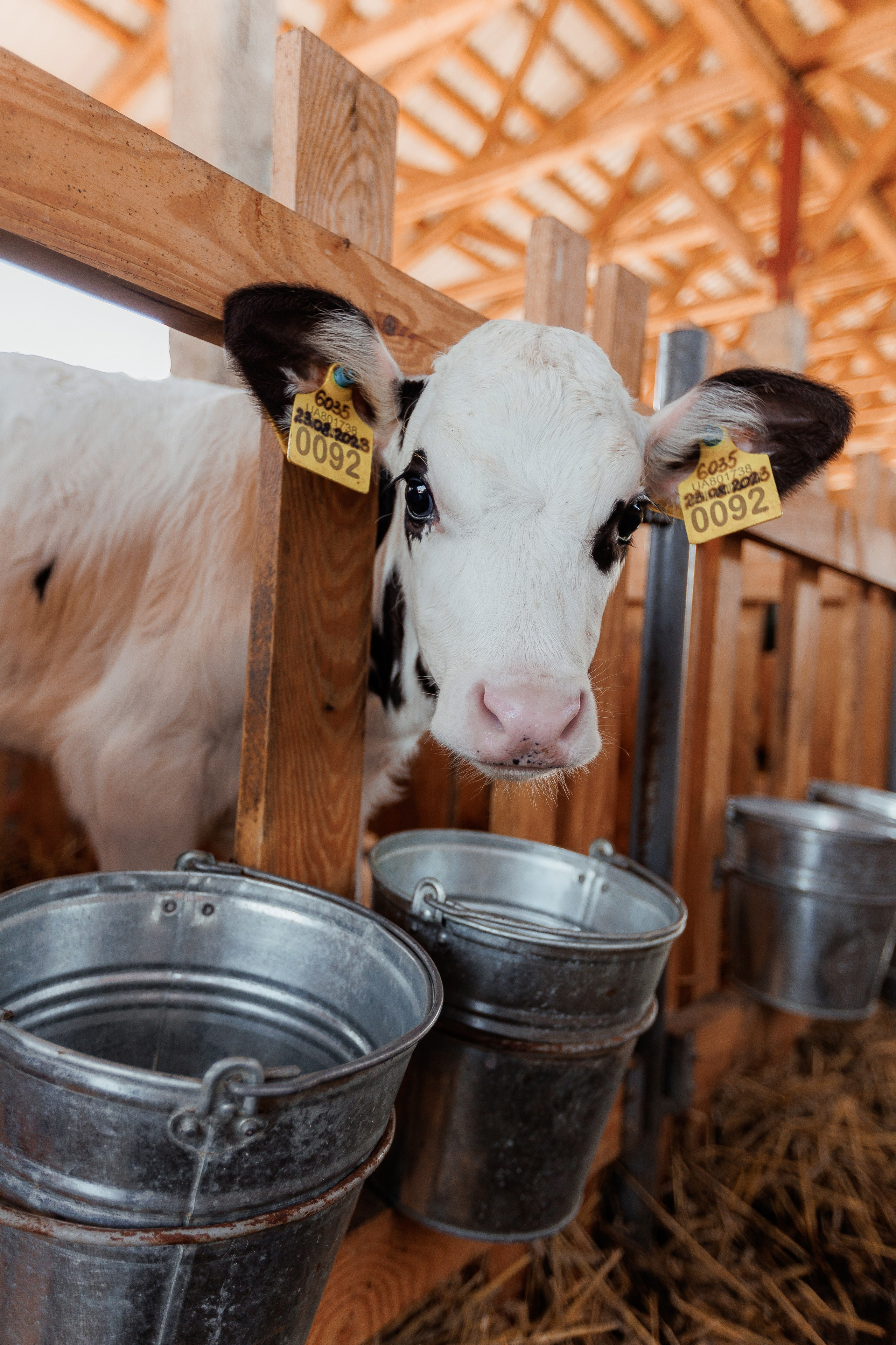 Екопарк Аміла. Ірина Терещук