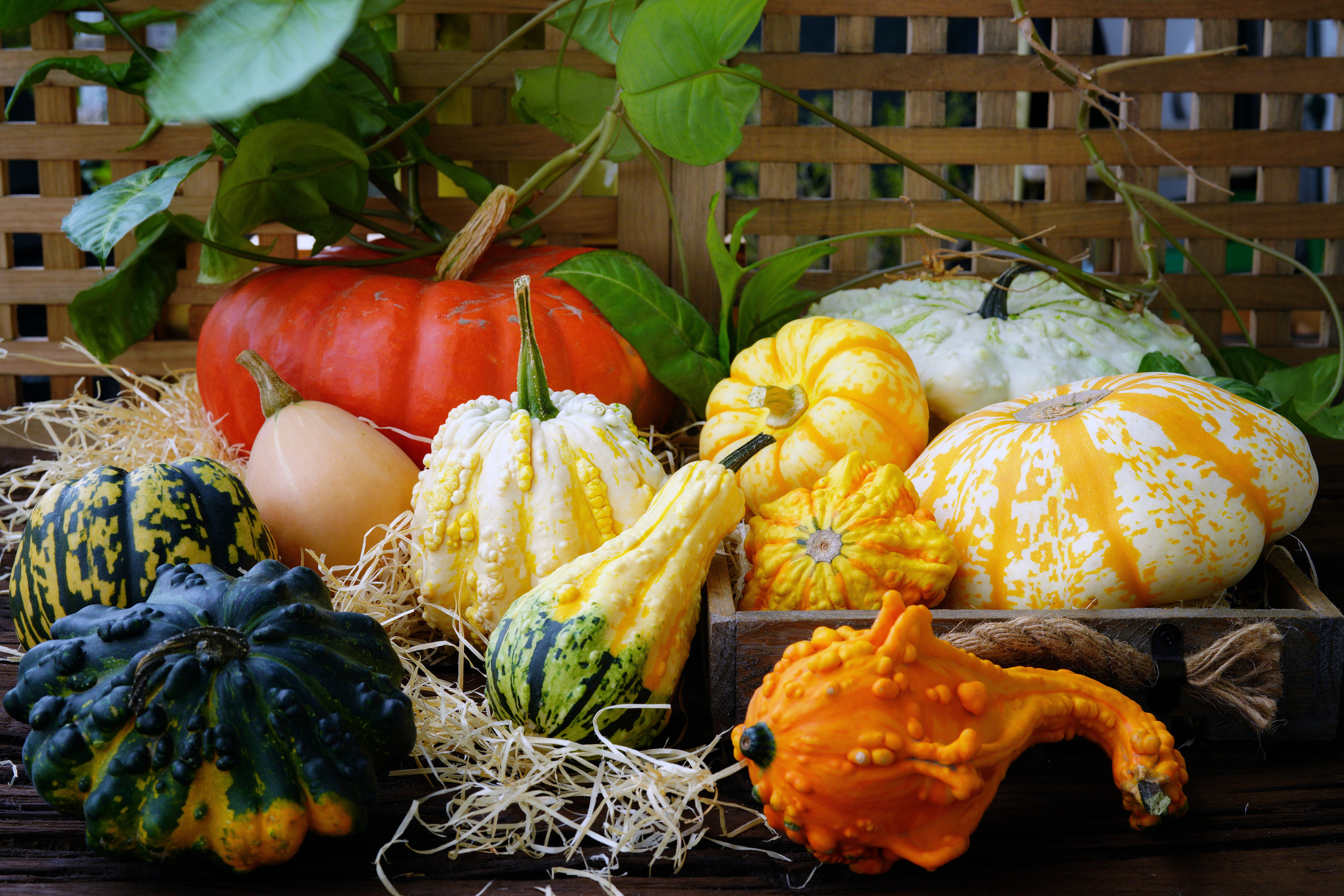 Food Fotografie. LUKIN IGOR Photography