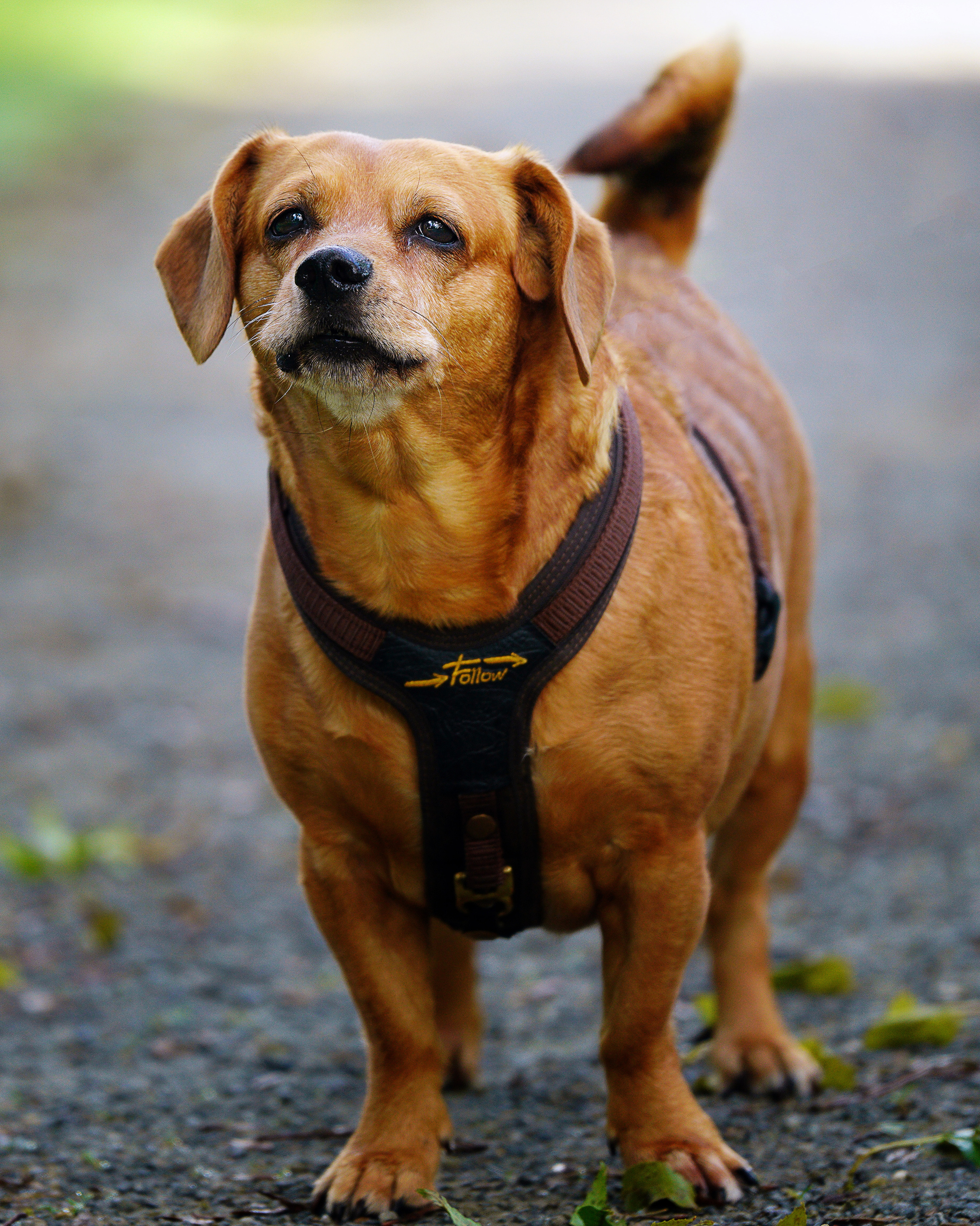 Hunde. LUKIN IGOR Photography