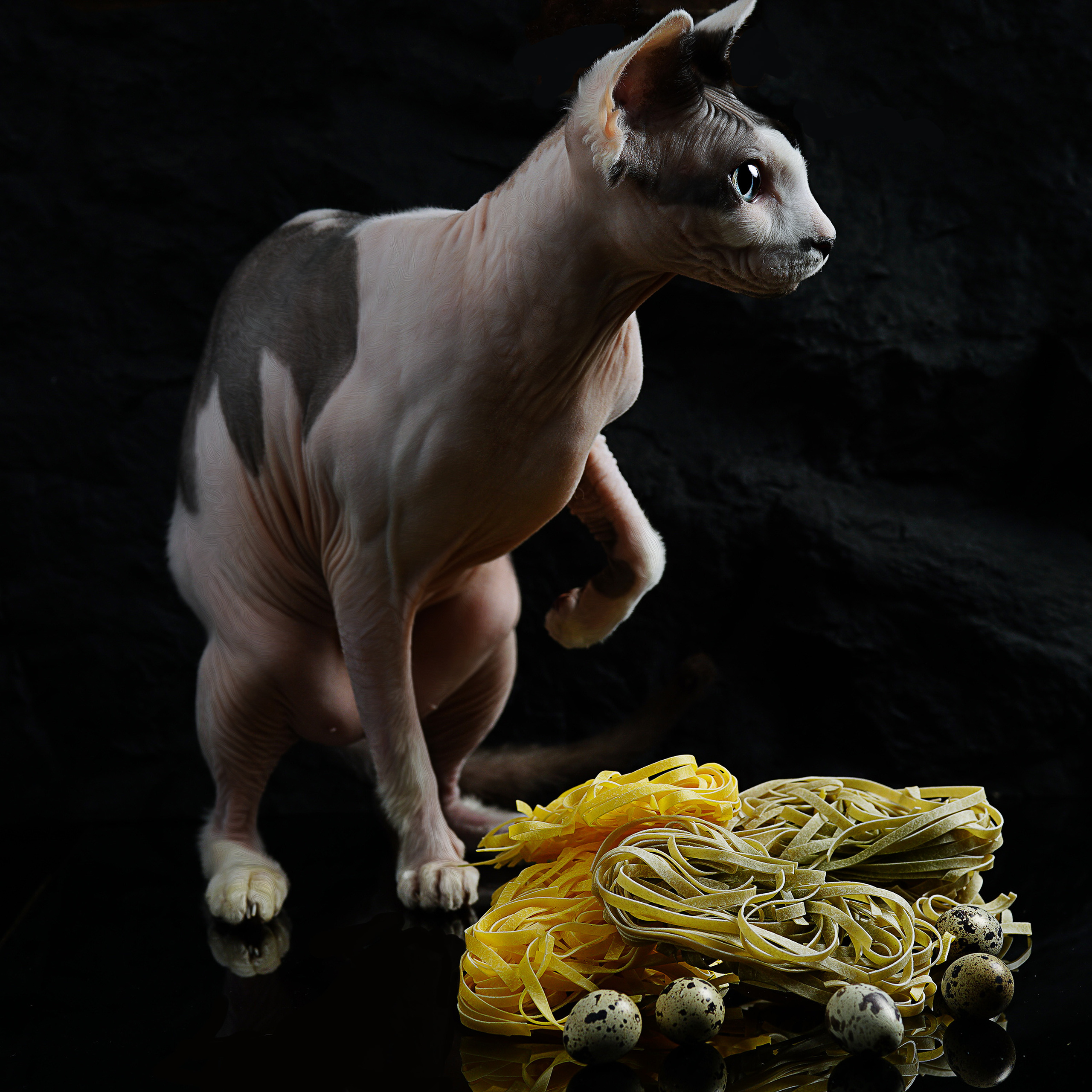 Katzen. LUKIN IGOR Photography