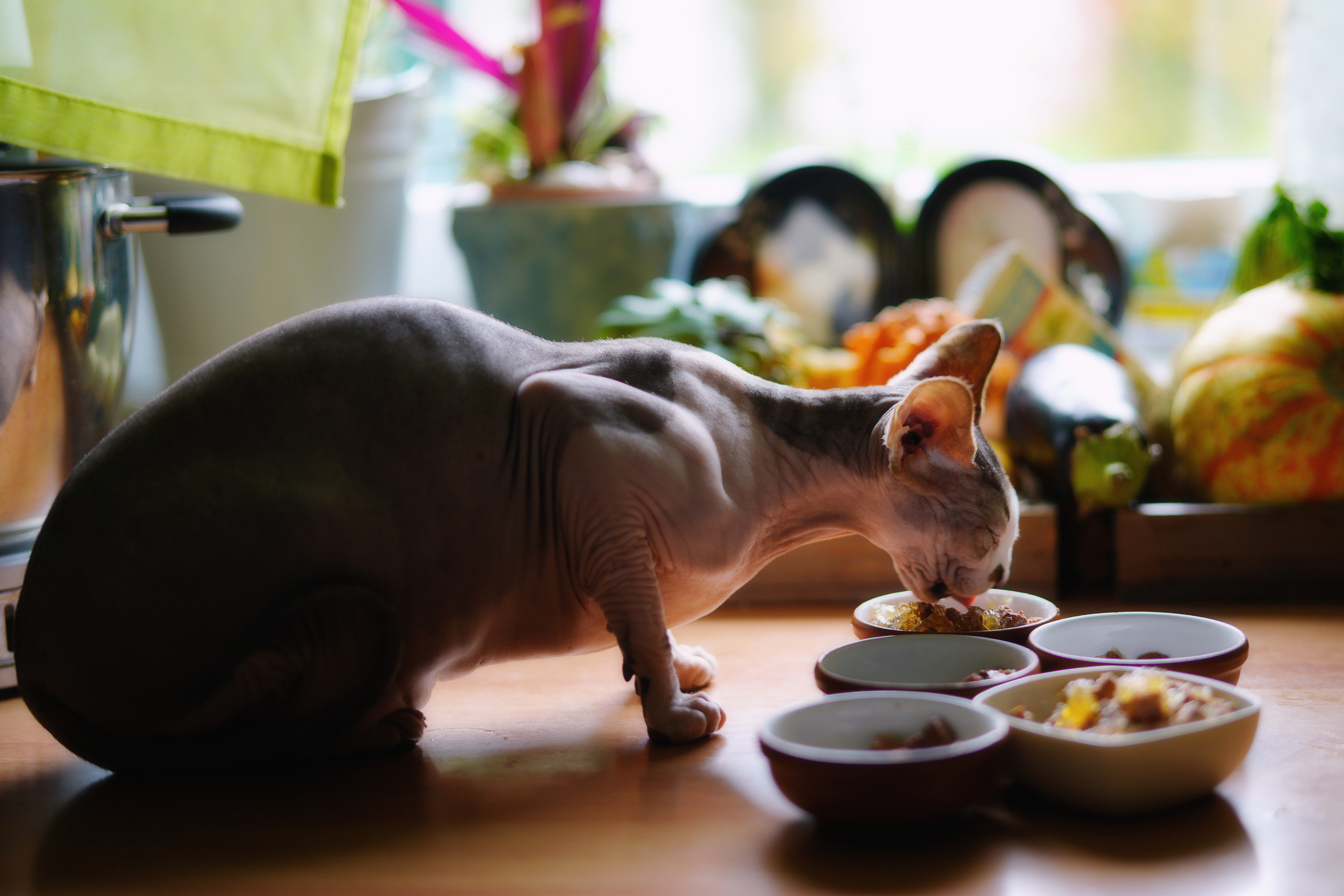 Katzen. LUKIN IGOR Photography