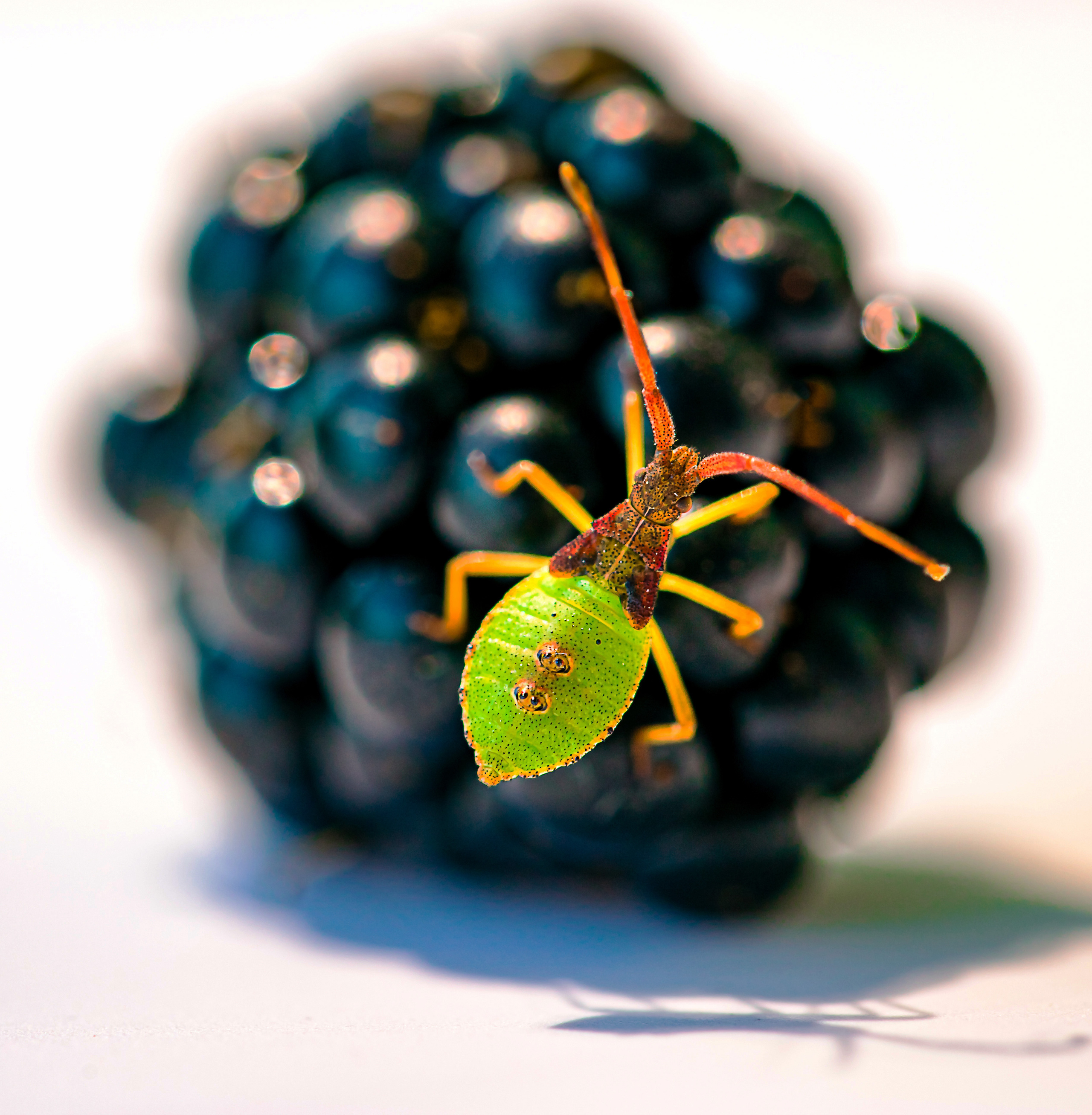 35AWARDS Green color. LUKIN IGOR Photography