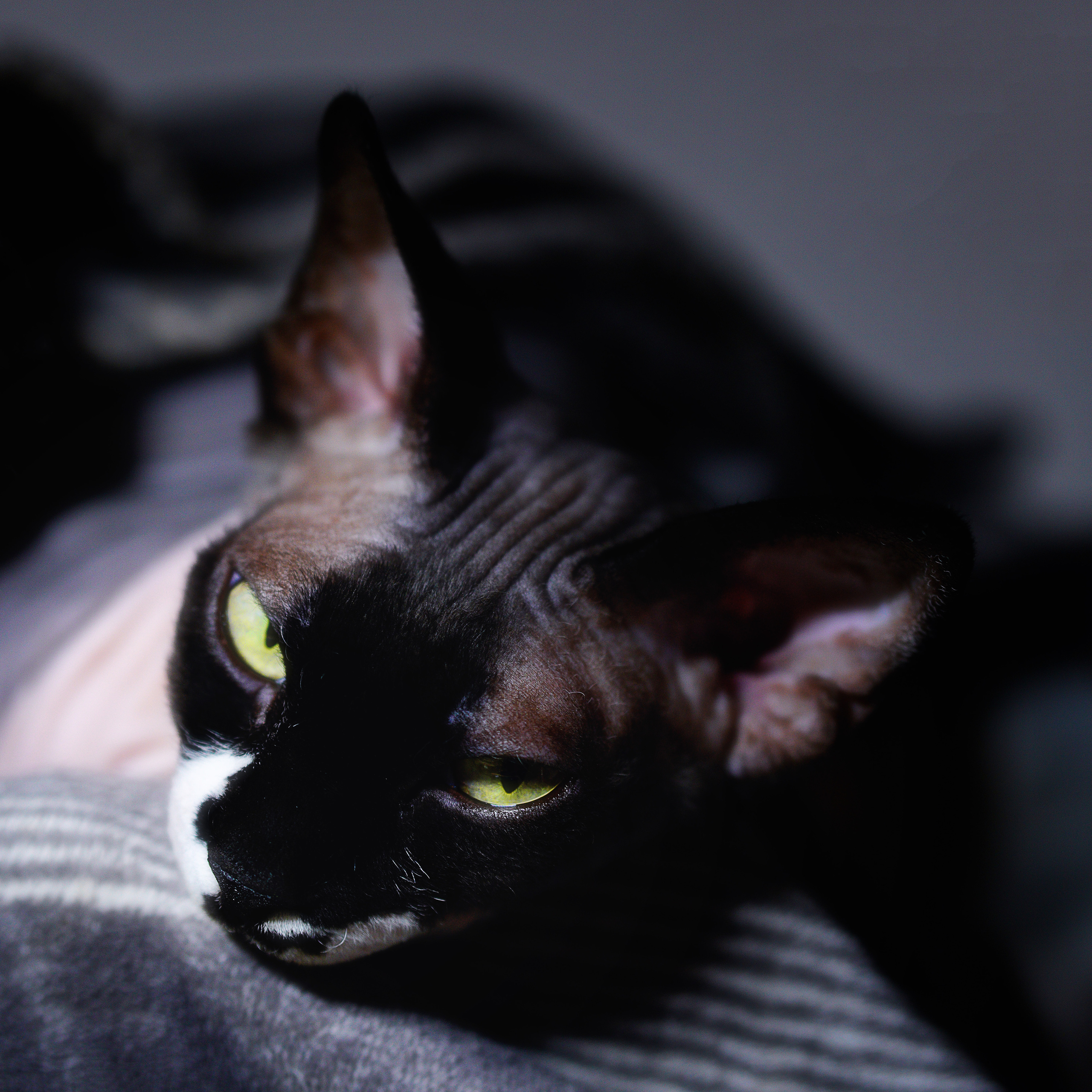 Katzen. LUKIN IGOR Photography