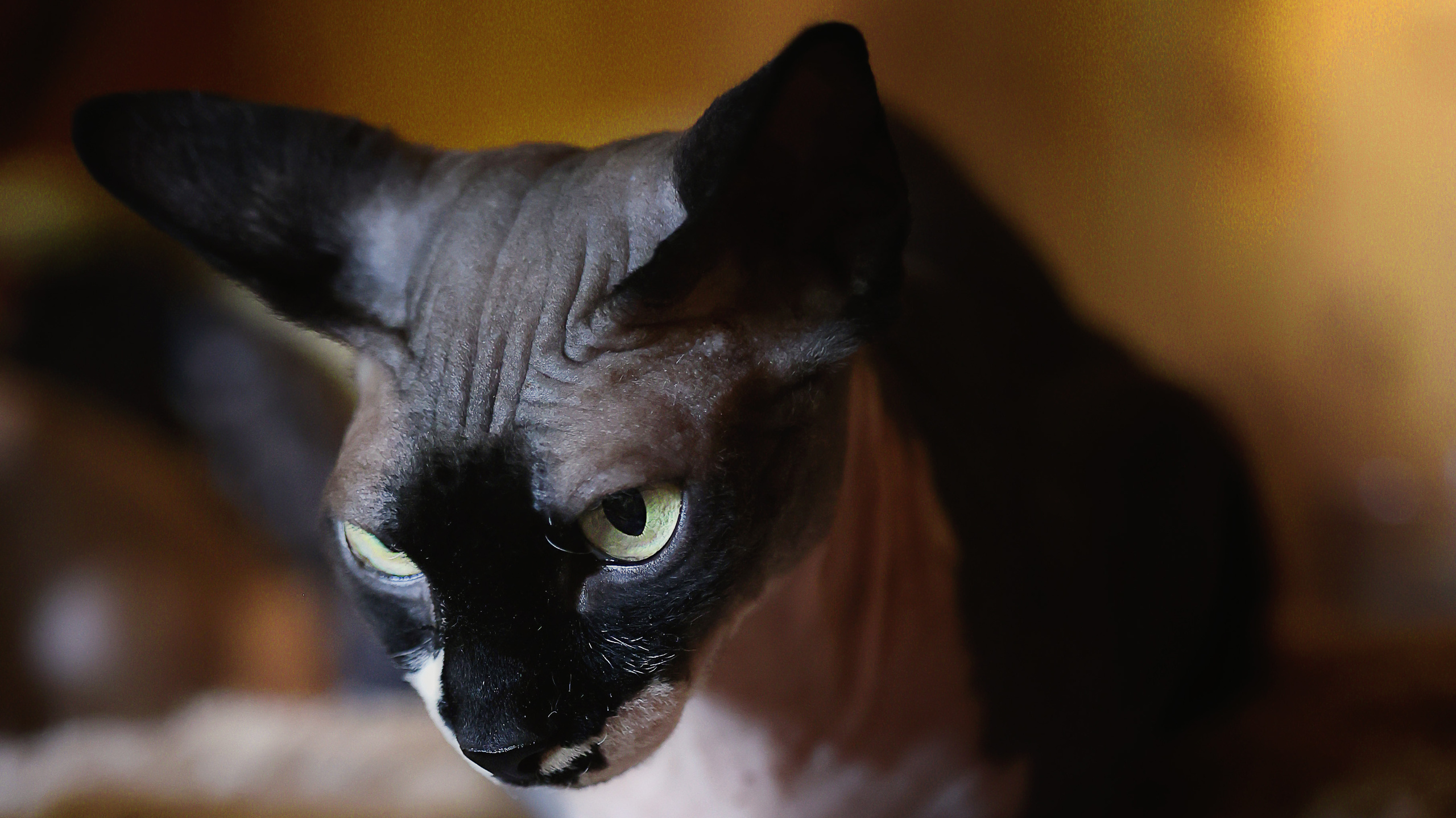 Katzen. LUKIN IGOR Photography