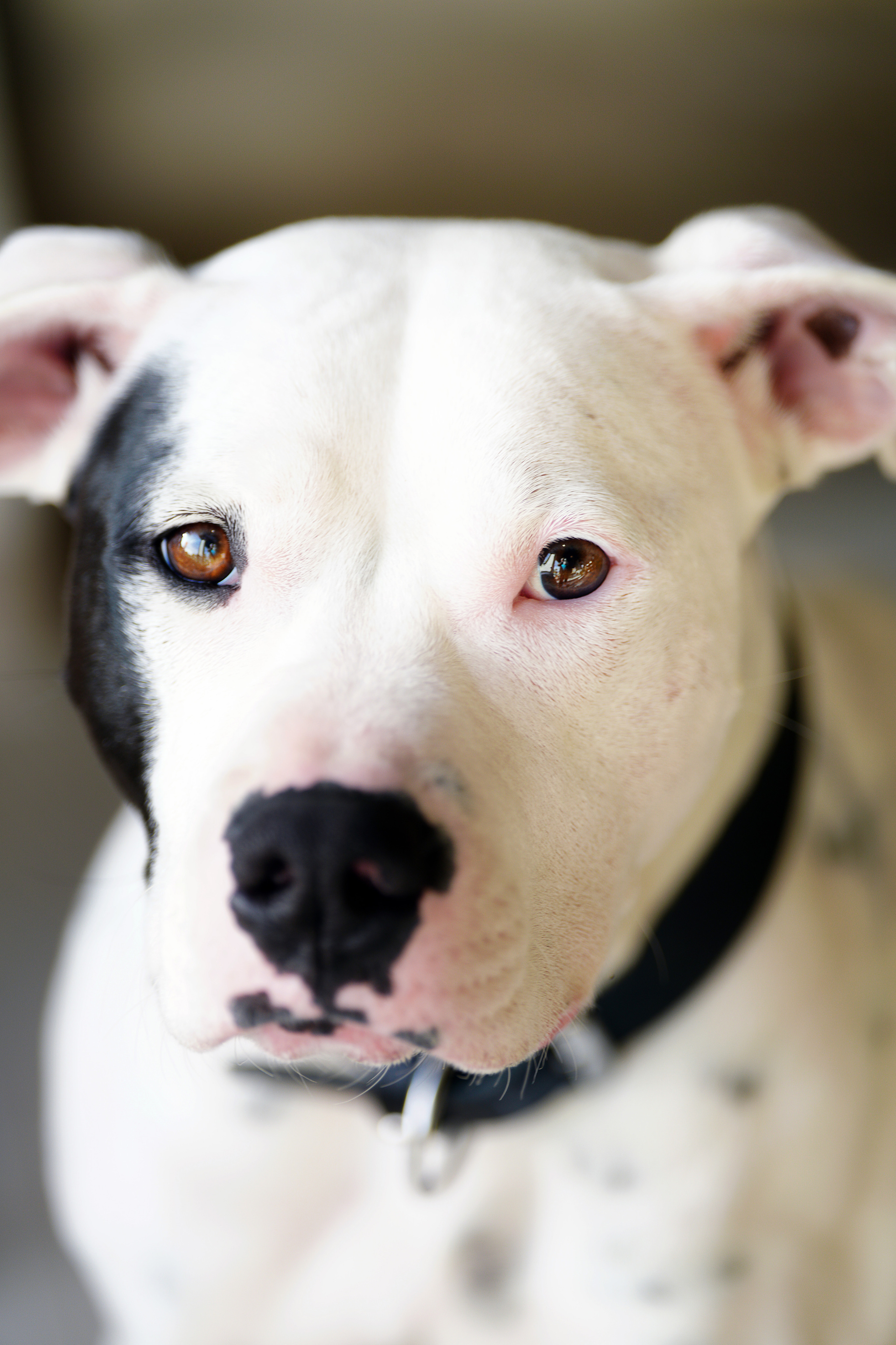 Hunde. LUKIN IGOR Photography