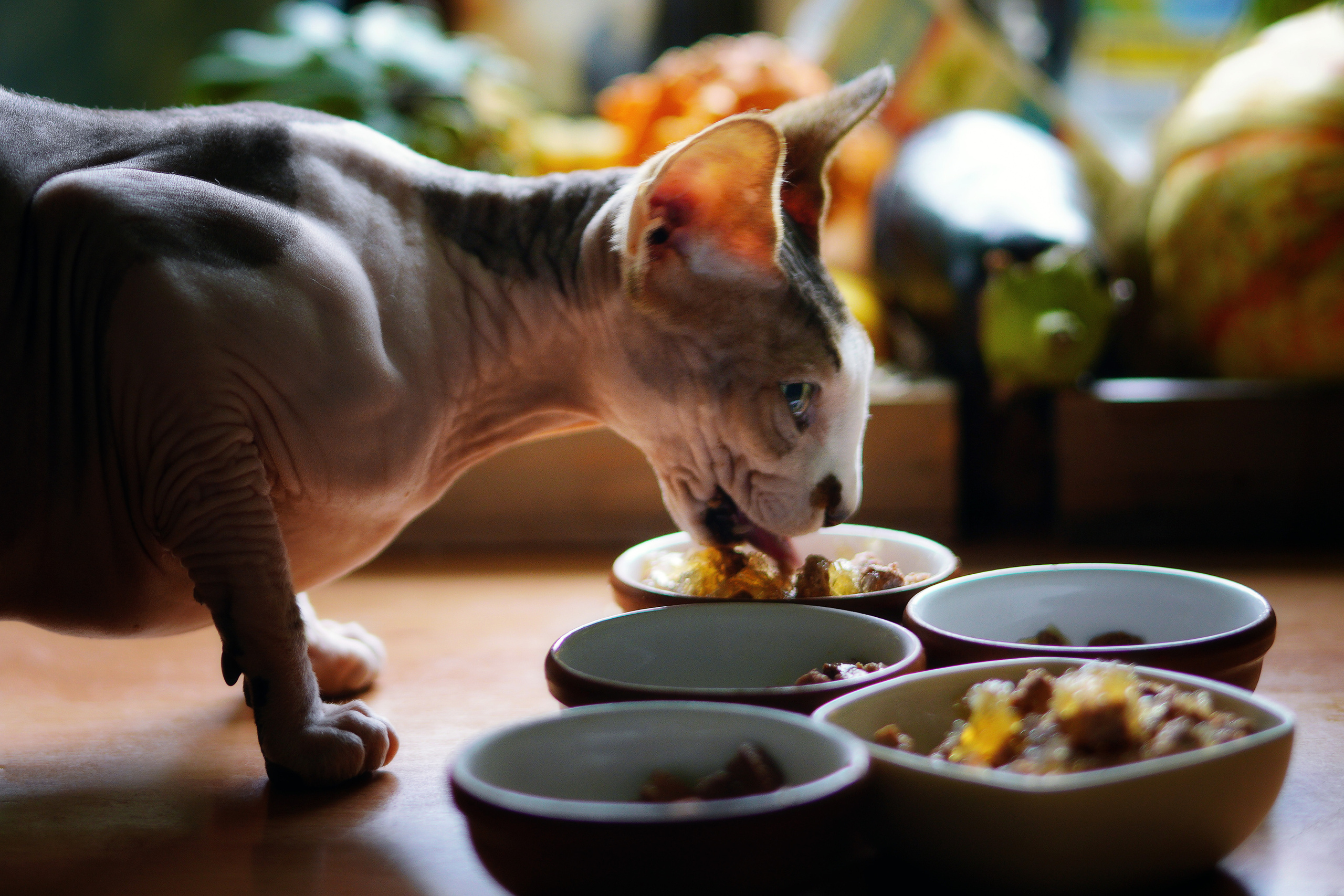 Katzen. LUKIN IGOR Photography