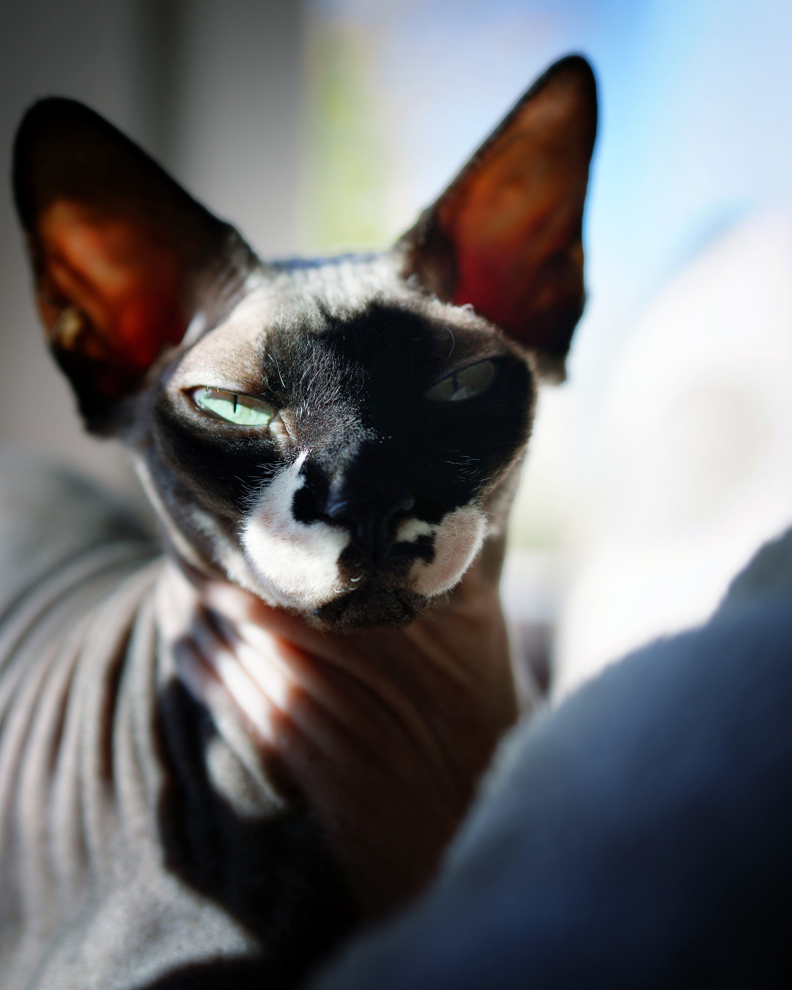 Katzen. LUKIN IGOR Photography