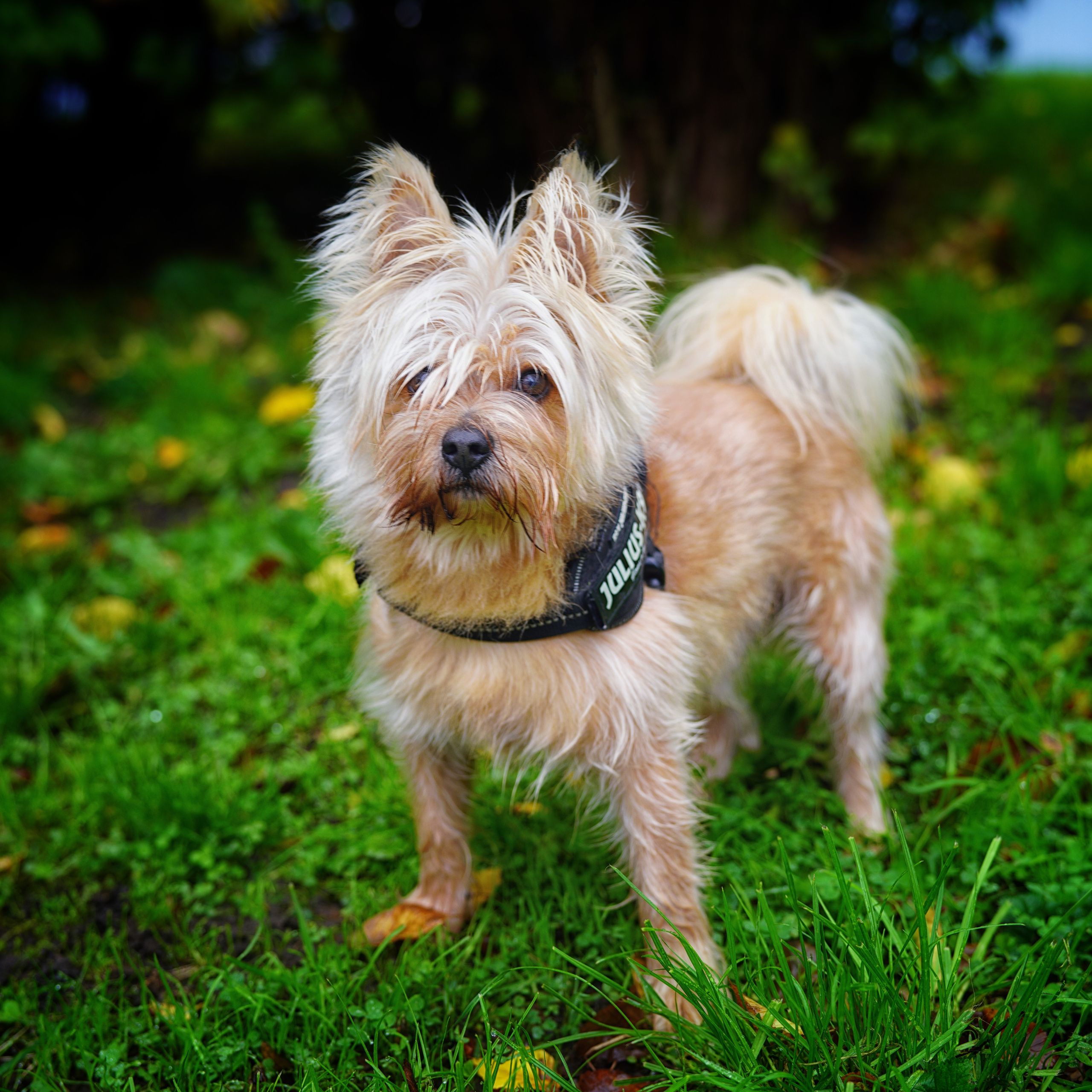 Hunde. LUKIN IGOR Photography