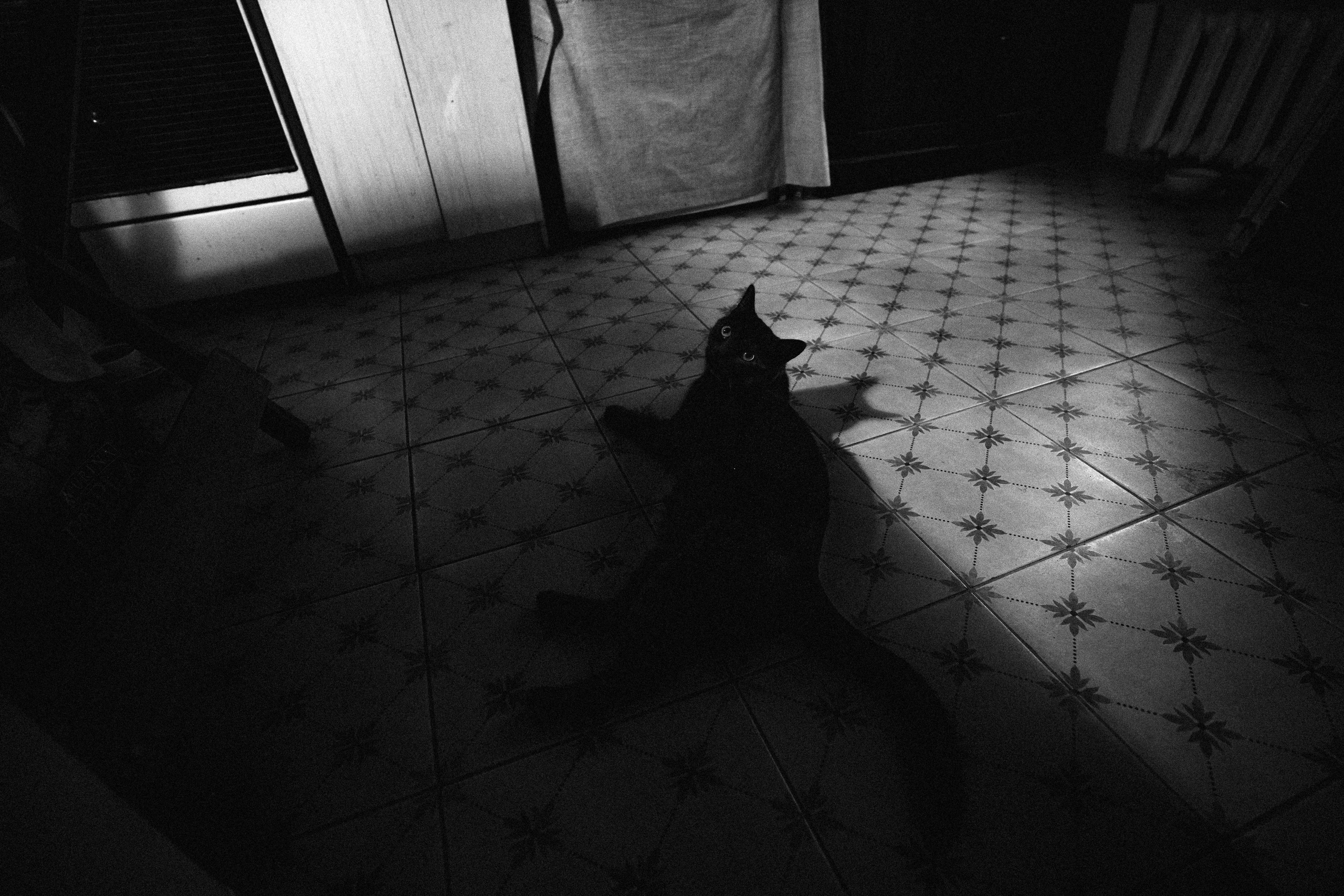 Кот шпедингера. Стрит-фотография, полная абсурда, идиотизма и красоты