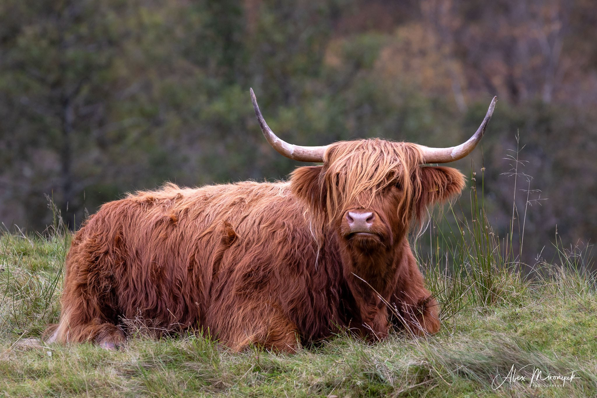 Scotland’s Highlands. Pet, Senior, Landscape, portrait studio, photographer in Miami and Sou
