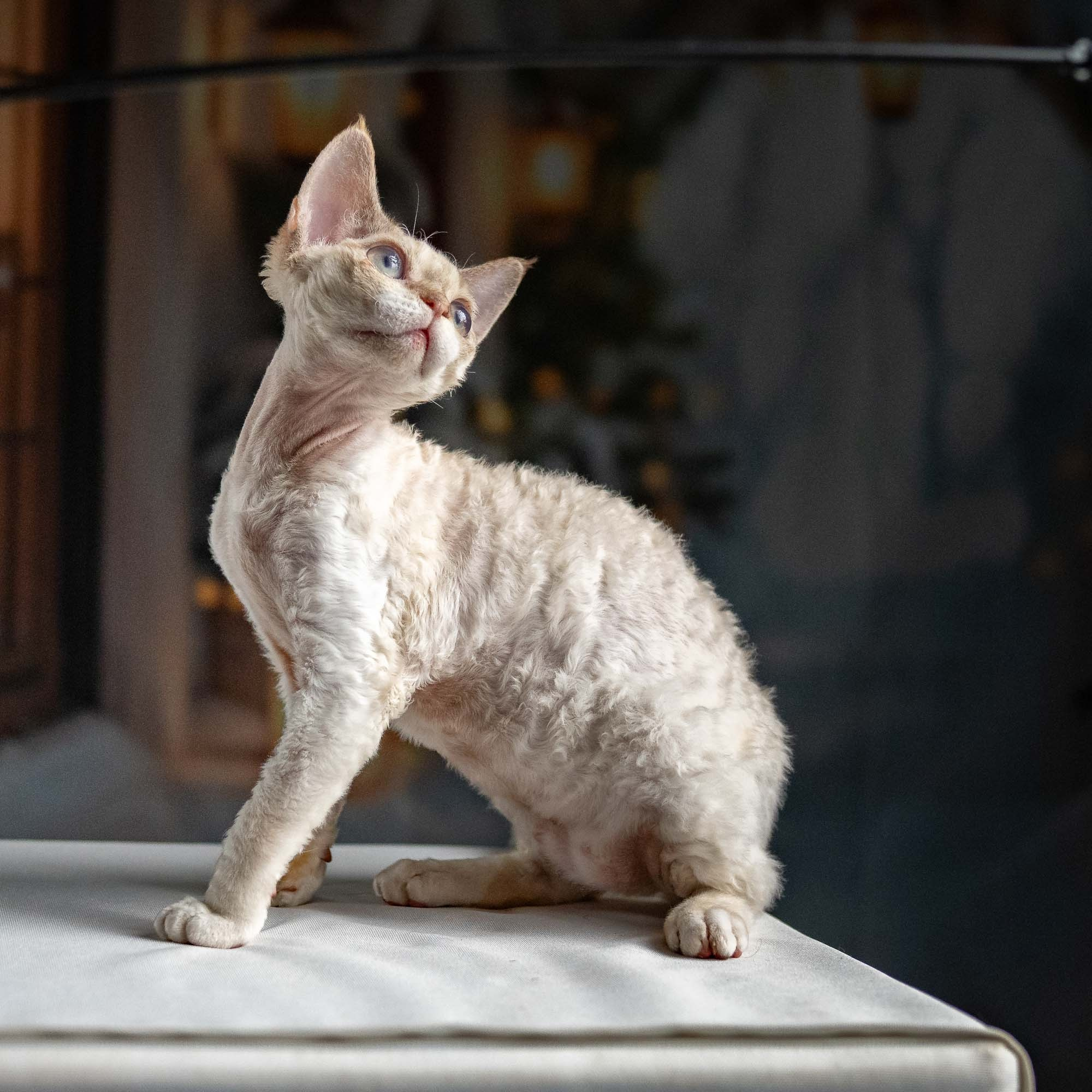 Jessica, girl, born 06.25.2025. Devon Rex Pixie Cattery