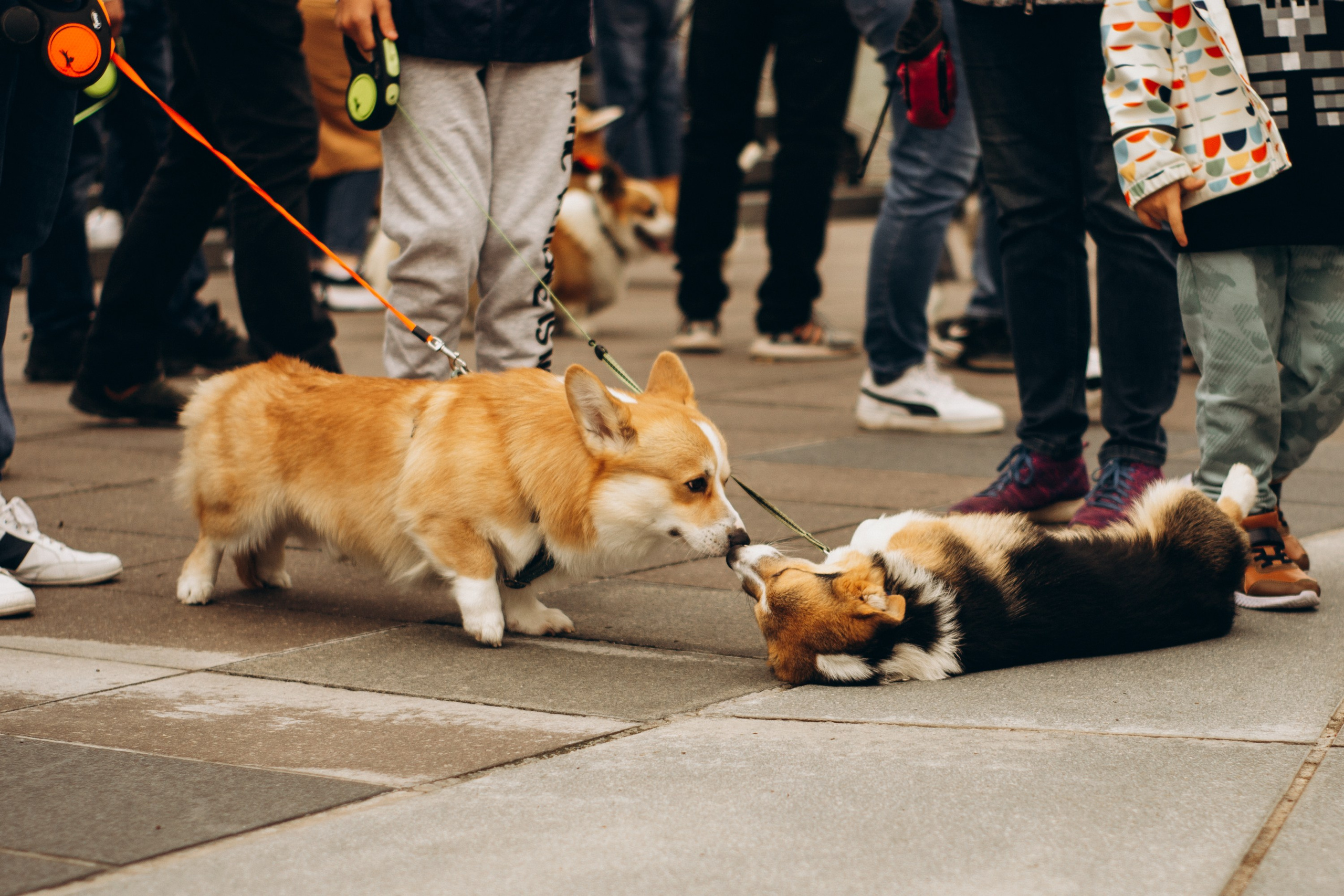 Corgi party, september. Kat Laisaar — Pet photographer in Tallinn