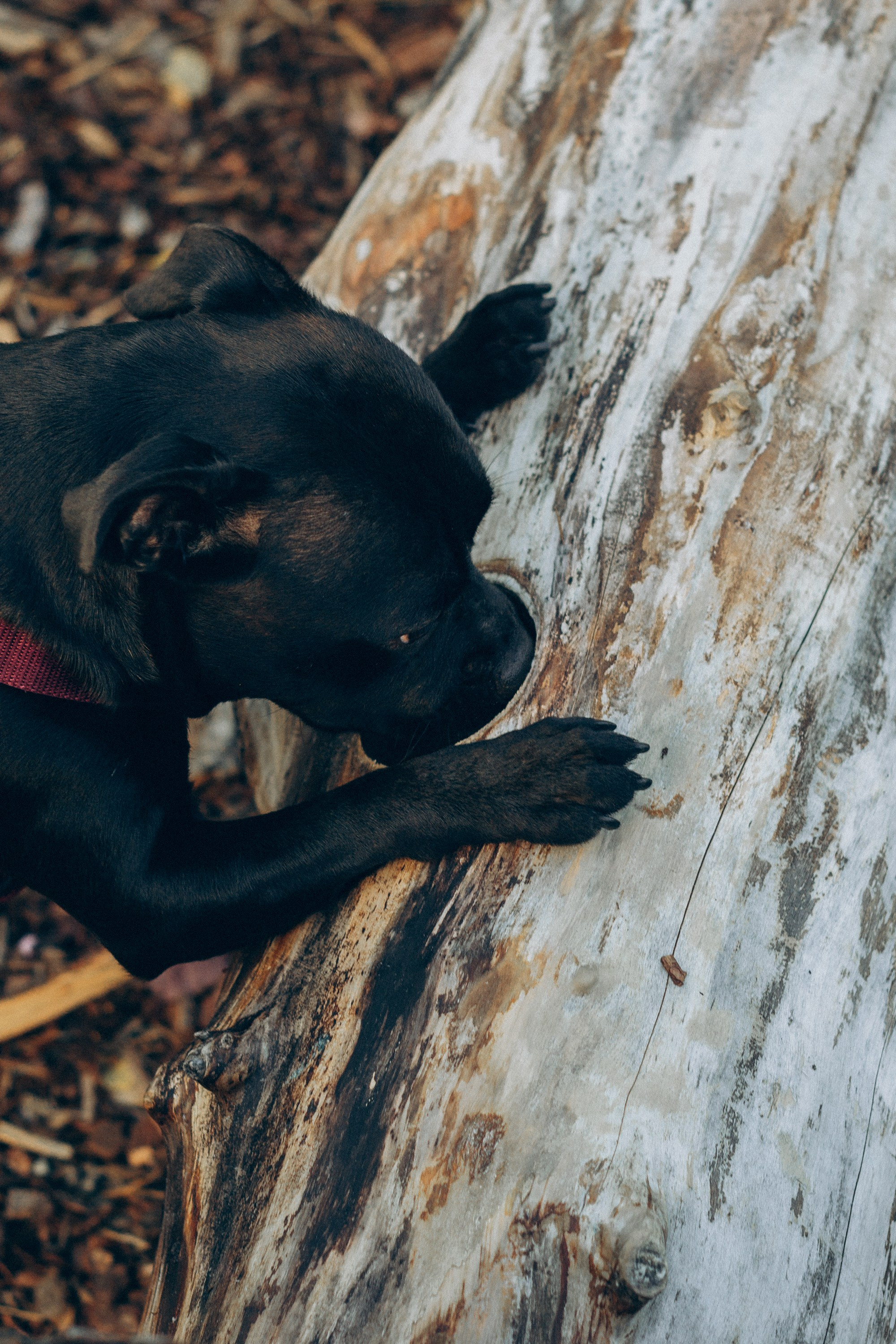 Severa and Barracuda, Staffordshire Bull Terriers. Kat Laisaar — Pet photographer in Tallinn
