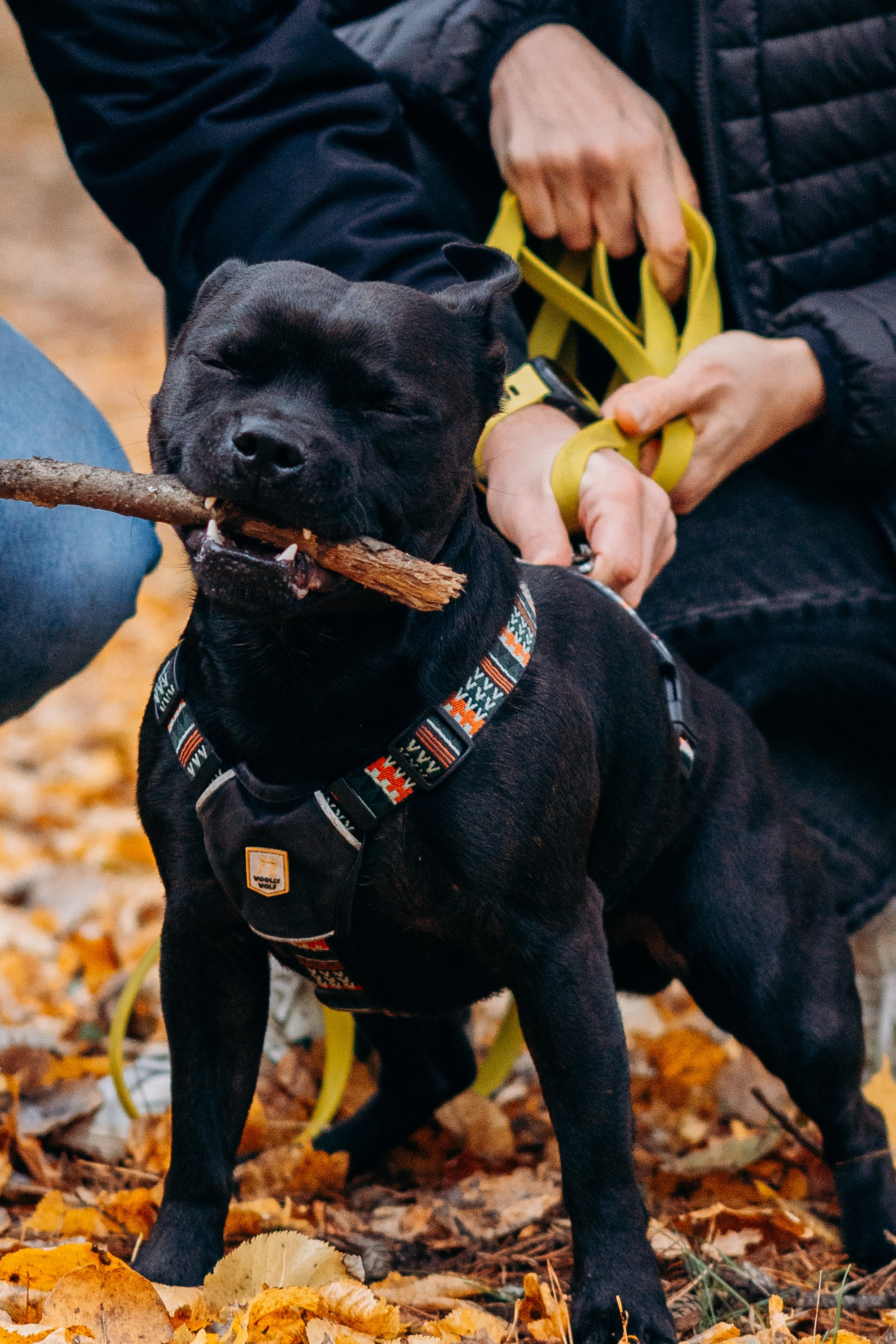 Staffordshire Bull Terriers Meetup. Kat Laisaar — Pet photographer in Tallinn