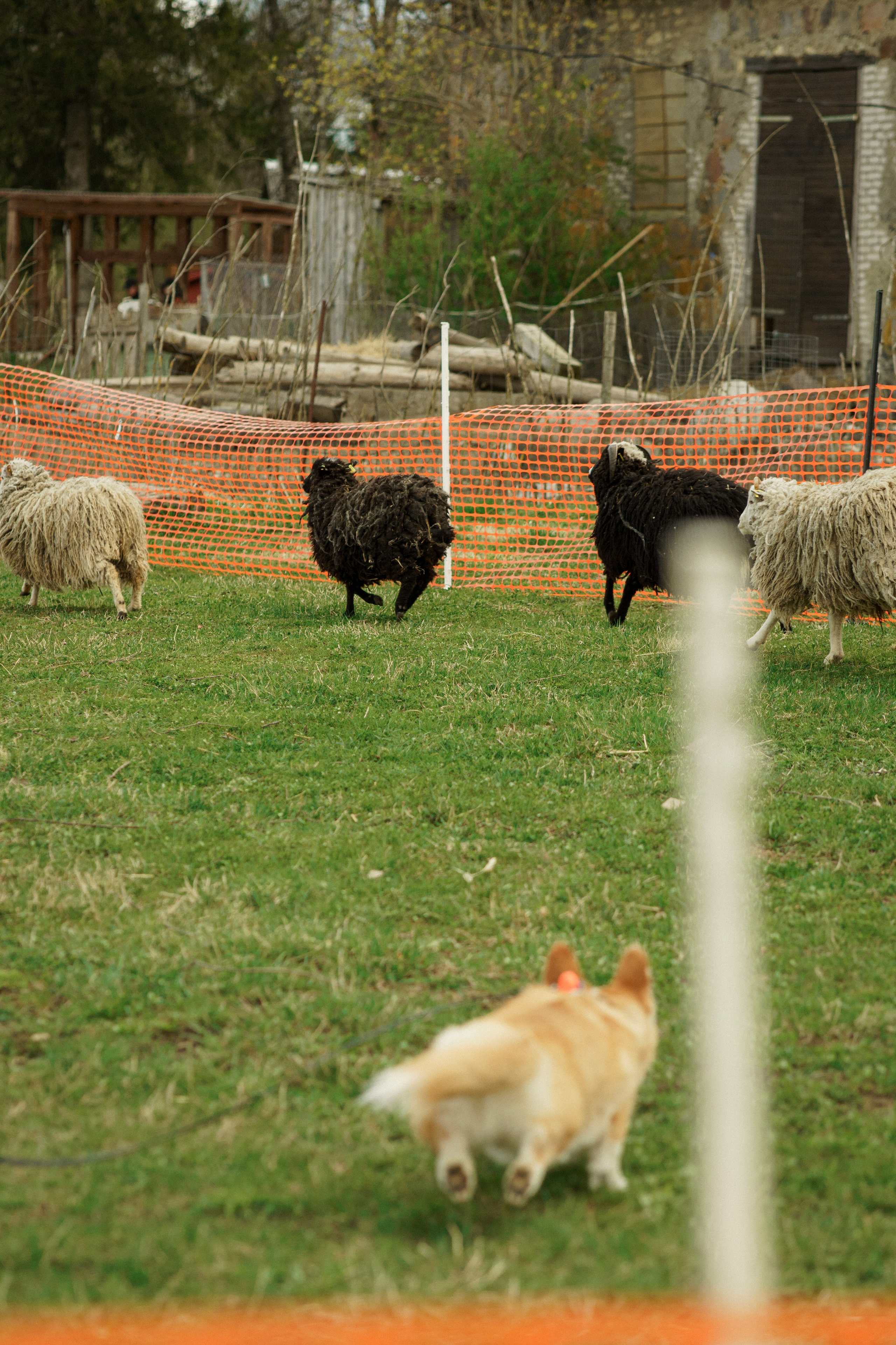 Herding Days, 26 apr. 2025. Kat Laisaar — Pet photographer in Tallinn