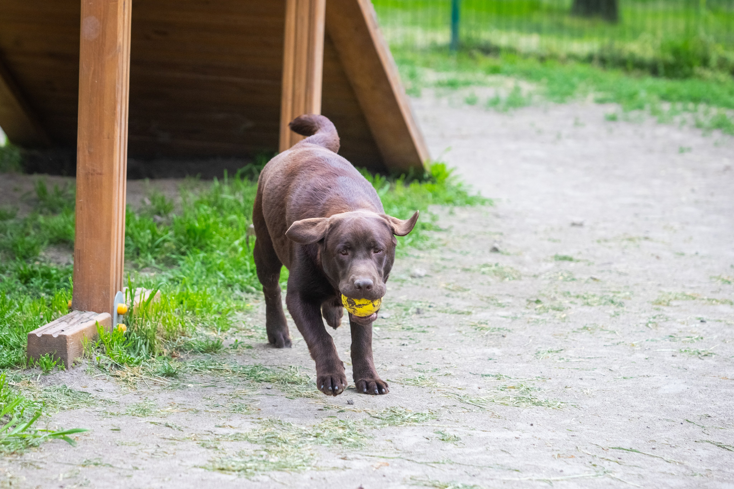 Da Vinci. Цуценята лабрадор ретривера, Дніпро, Україна