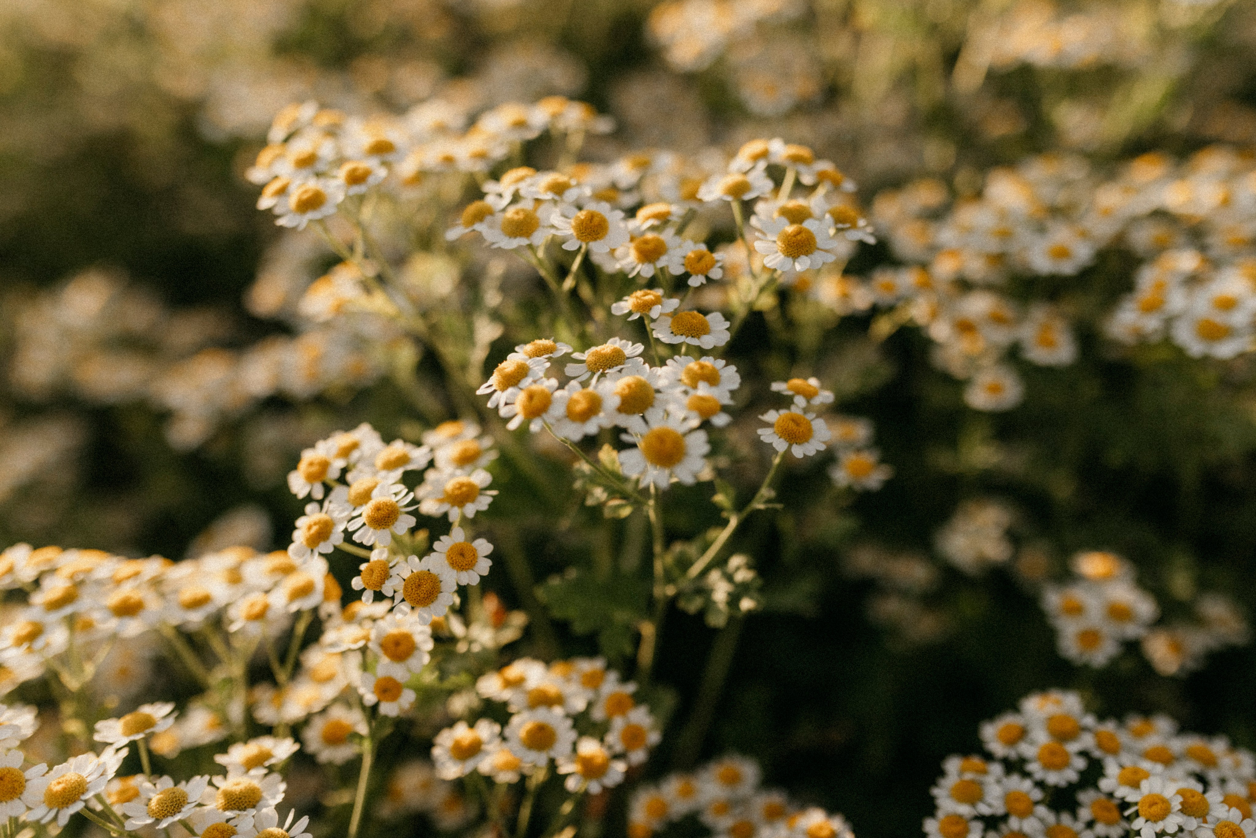 Zhenya and Maya. Polina Sobol — family & documentary photographer in Bern. Outdoor & urban photo sessions for families, kids and couples