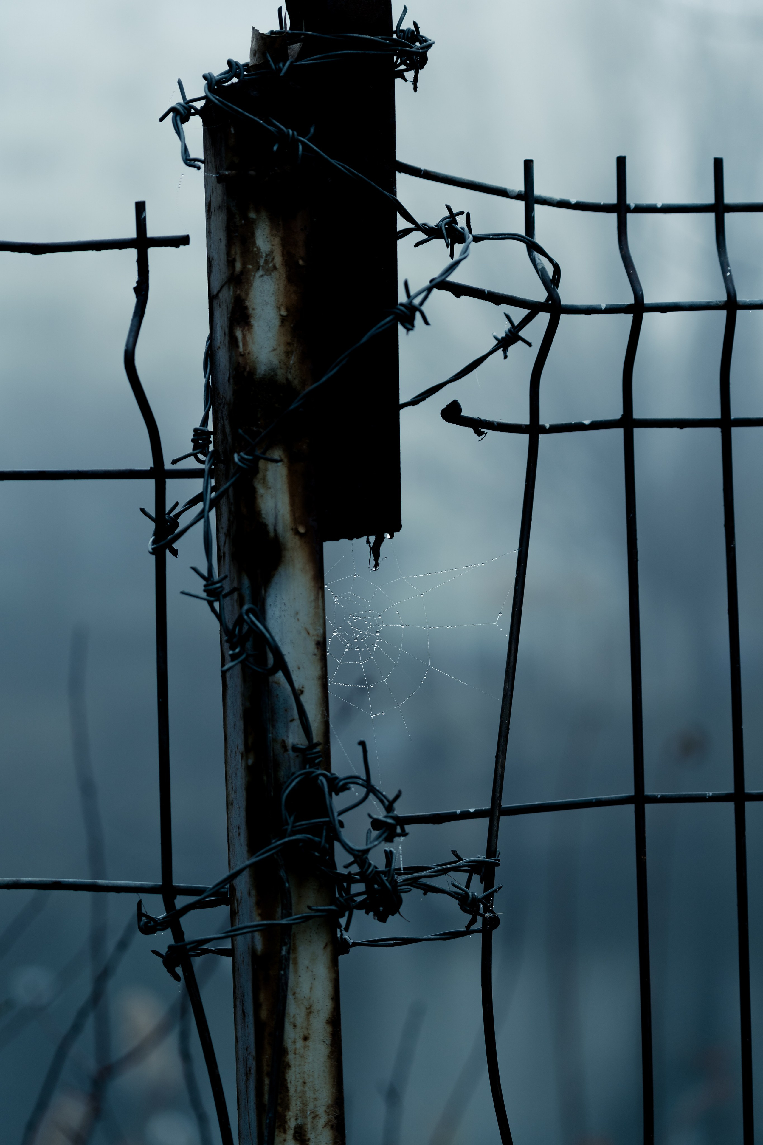 O dimineață cețoasă