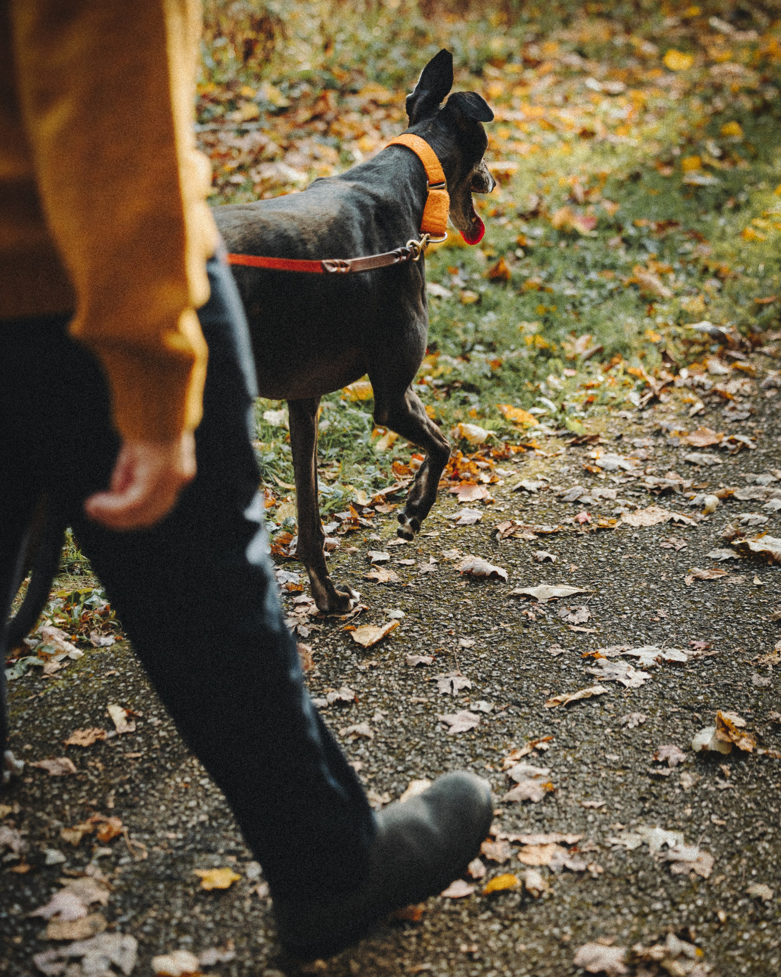 Tilly, Kati & Landon. Pet Photographer Viktoriya Aleshenko