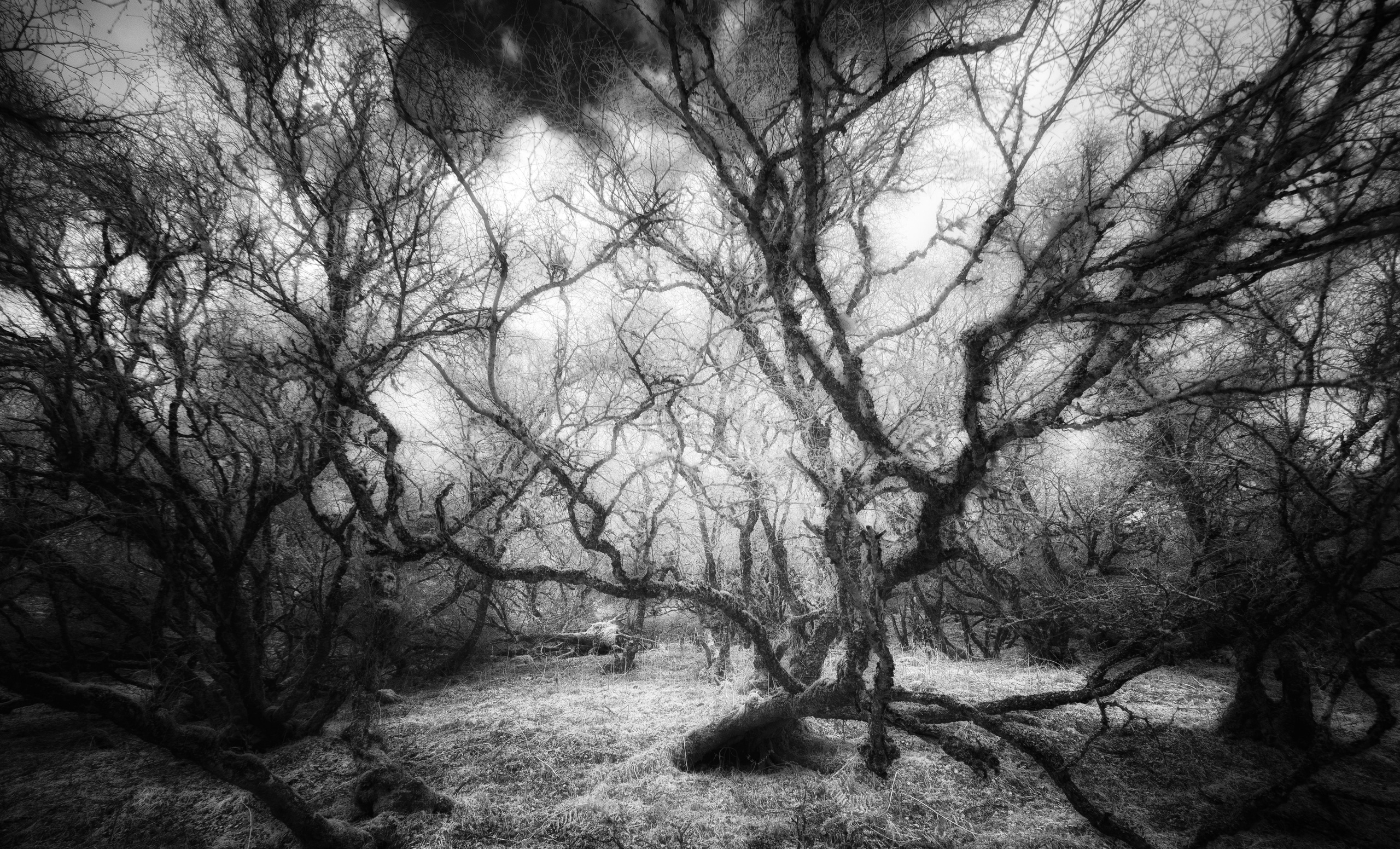Trees. Infrared Scotland