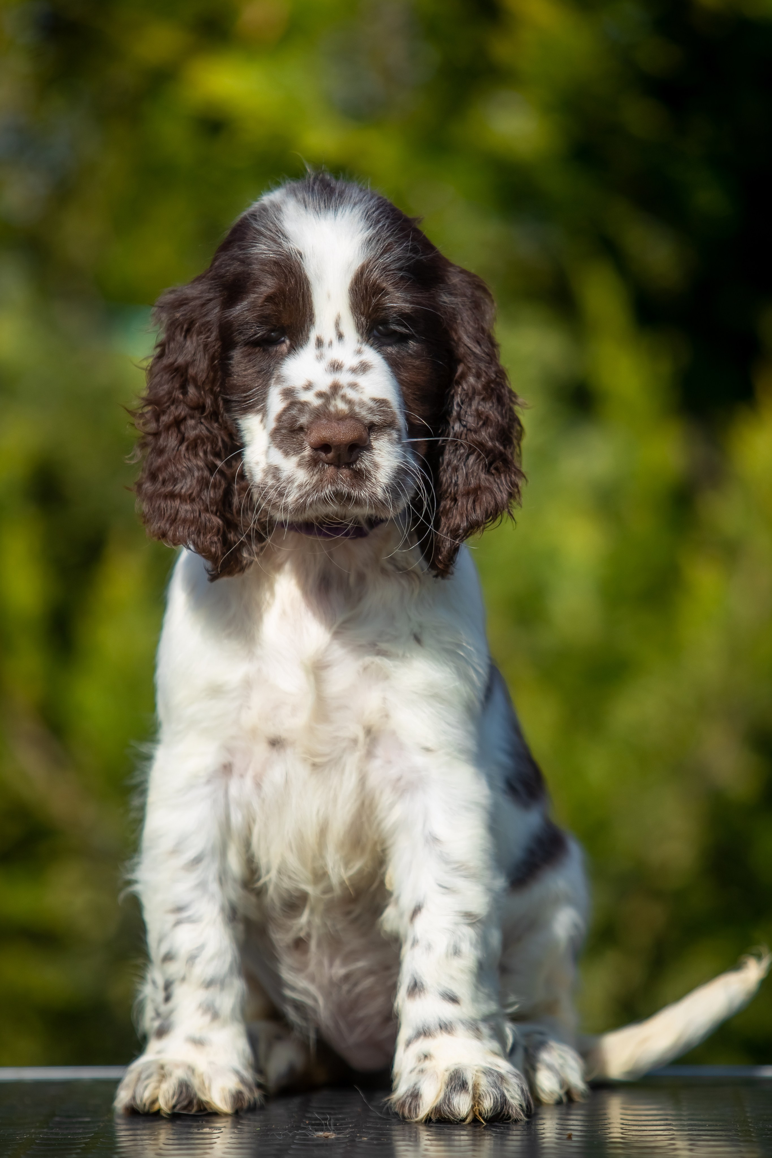 Female — Purple collar💜. Website of the titled stud dog of the Springer Spaniel breed