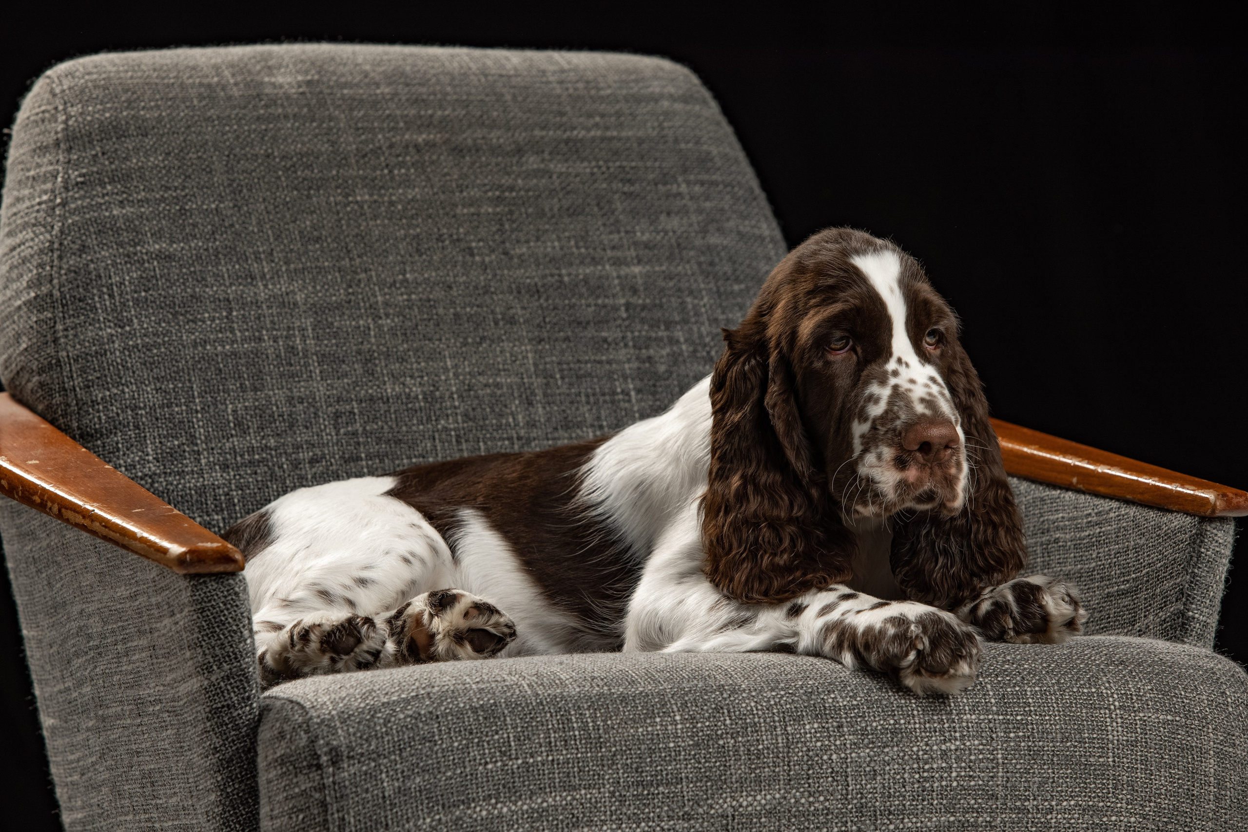 Gallery. Website of the titled stud dog of the Springer Spaniel breed