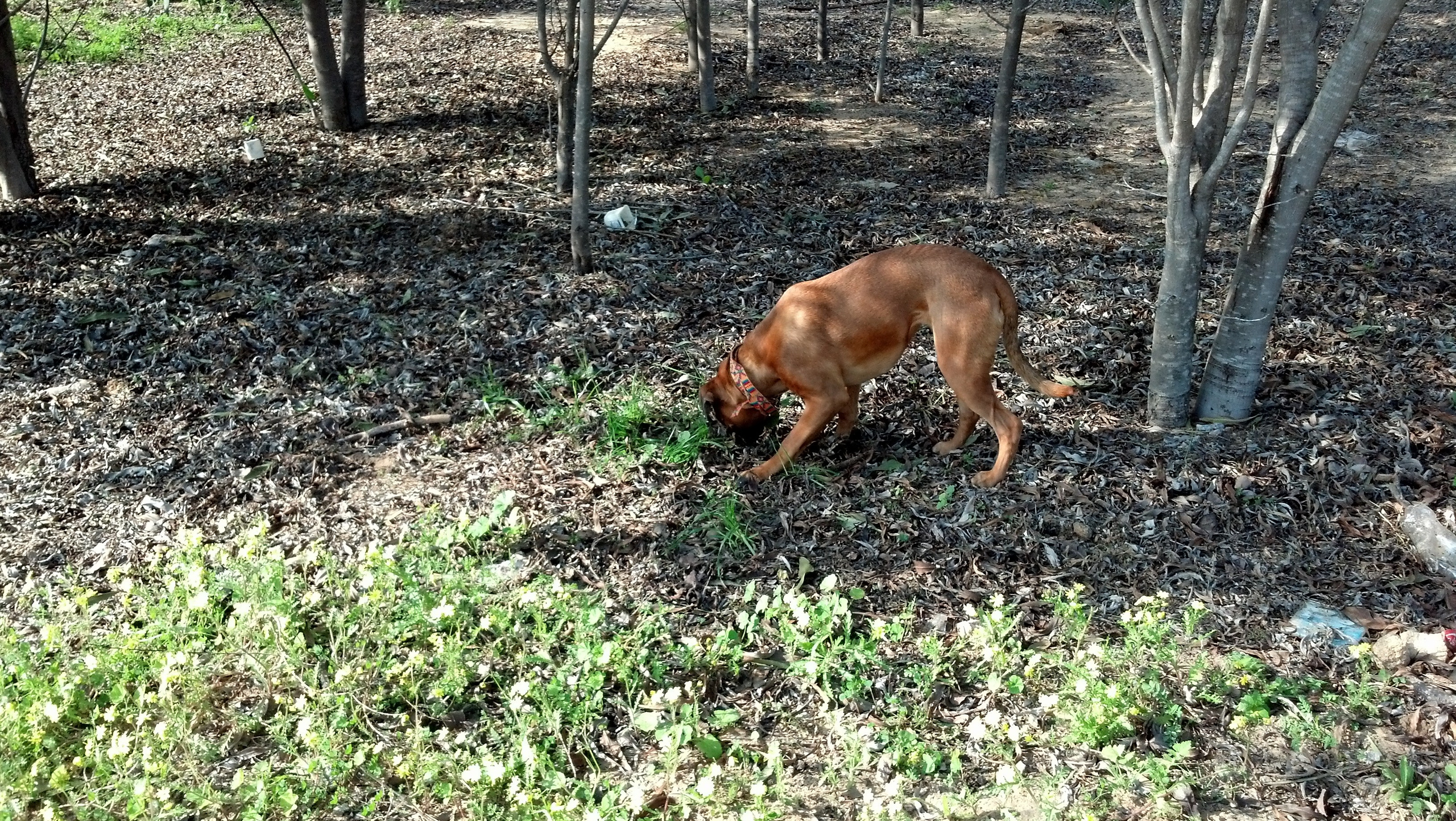 My ״Star״ Boxer Dog