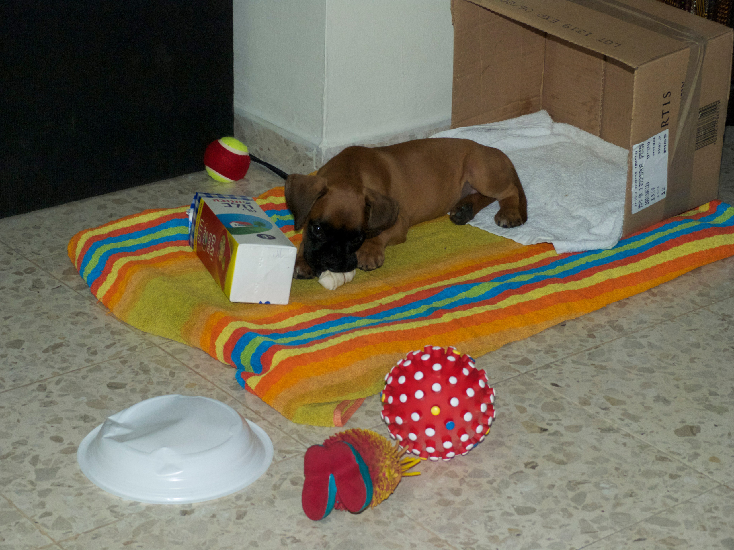 My ״Star״ Boxer Dog