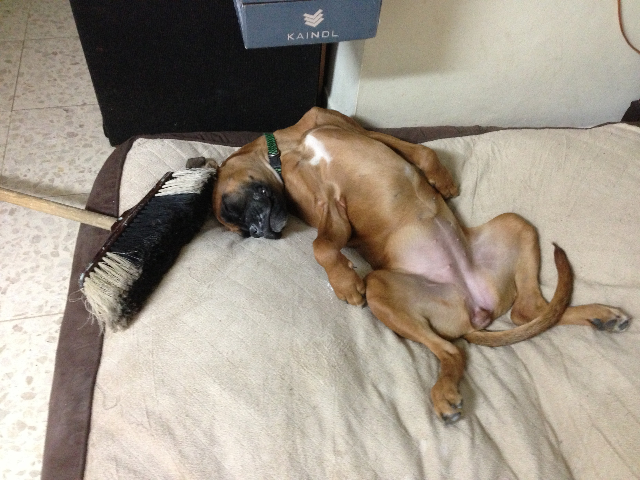 My ״Star״ Boxer Dog