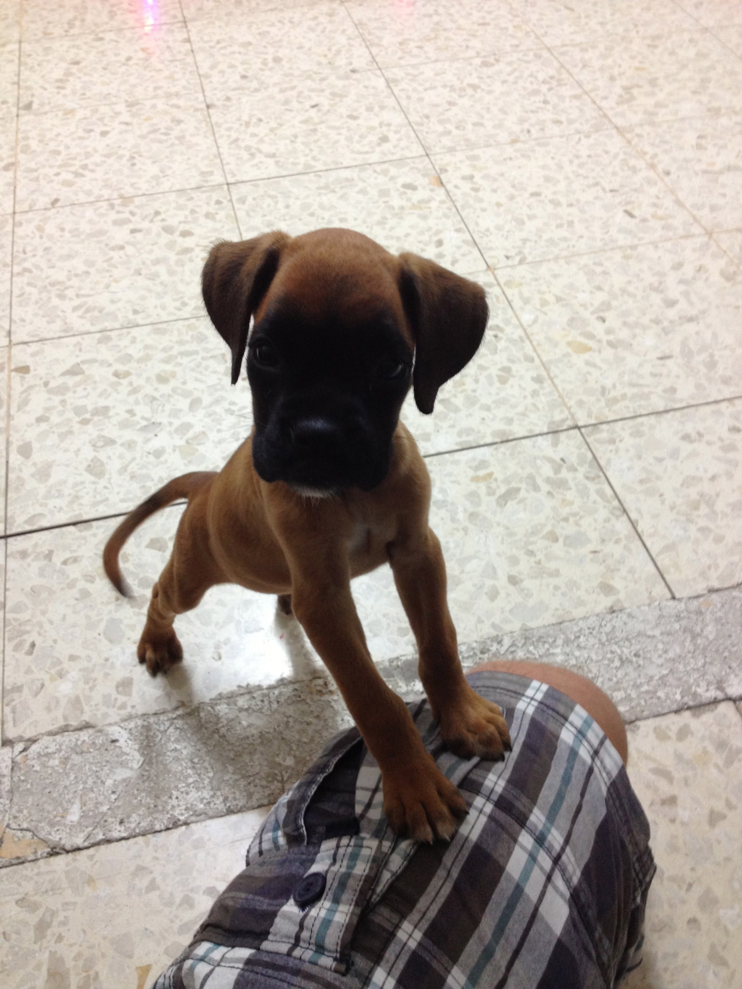 My ״Star״ Boxer Dog