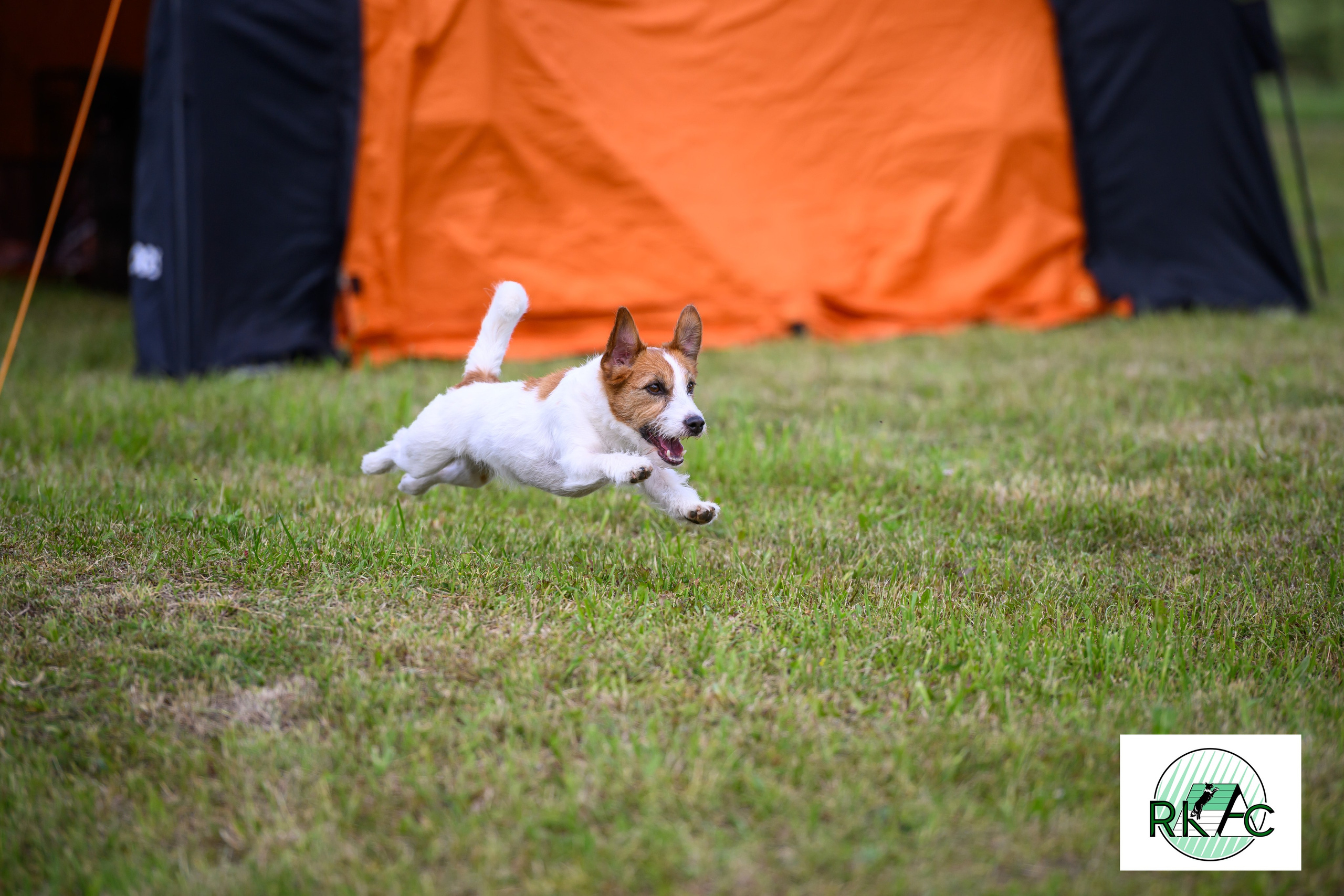 Suņu sacensības veiklībā. Ritvars Pujats Emotion Photographer
