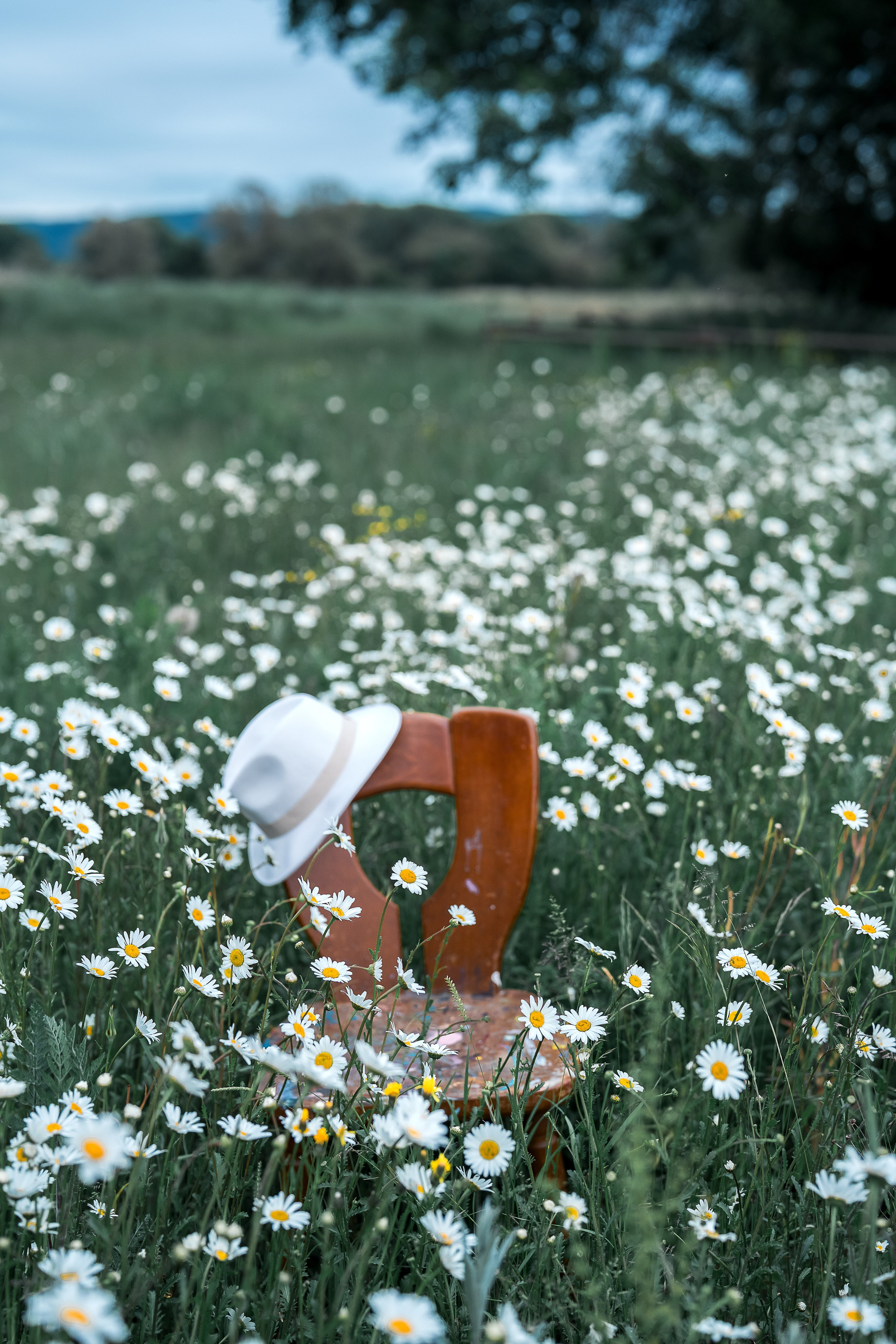 Mohnblumen. Pusteblumen. Familien, Lifestyle und Portrait Fotografin in Trier, Luxembourg