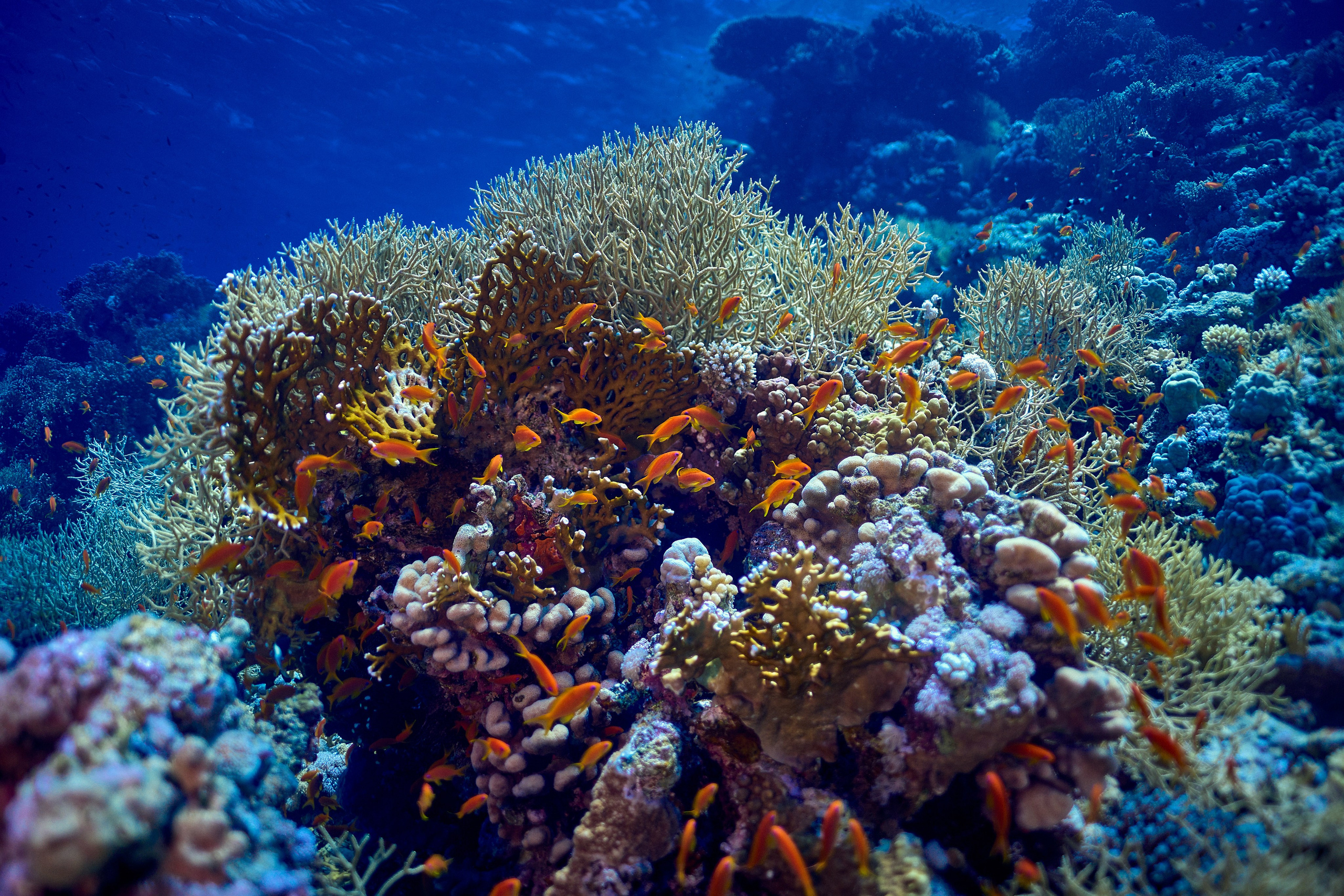 Mieszkańcy mórz. Andriej Szypilow — Photography & Videography