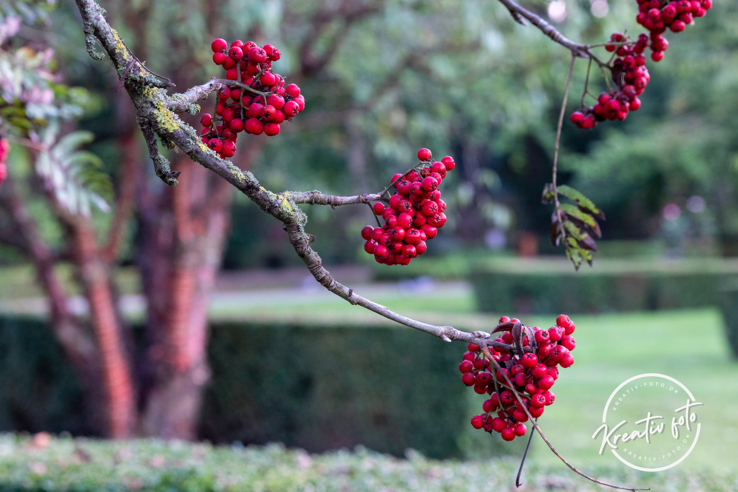 Efterår. Fotograf Aarhus | Portrætfoto Århus | Flotte billeder