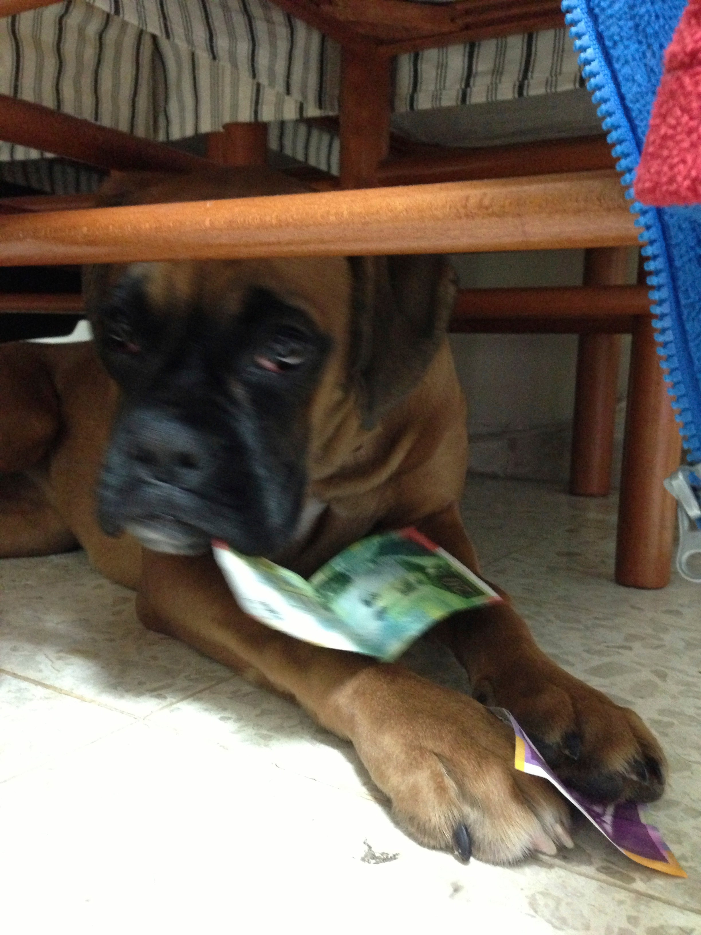 My ״Star״ Boxer Dog