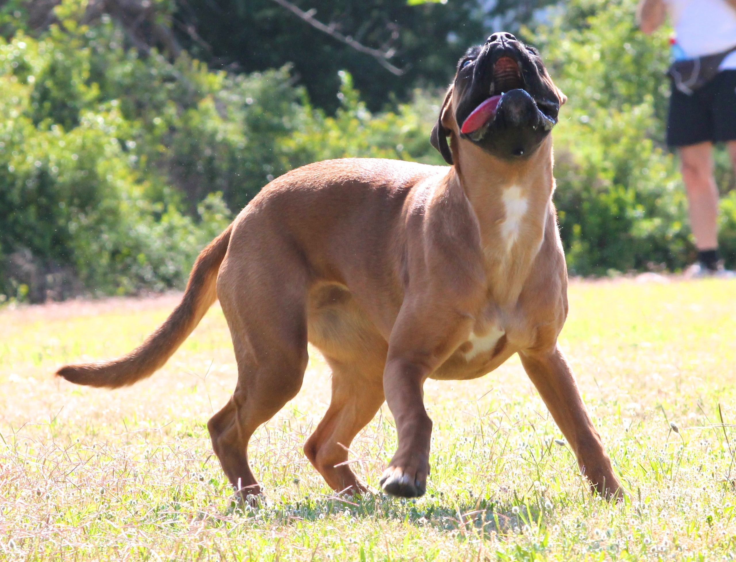 My ״Star״ Boxer Dog