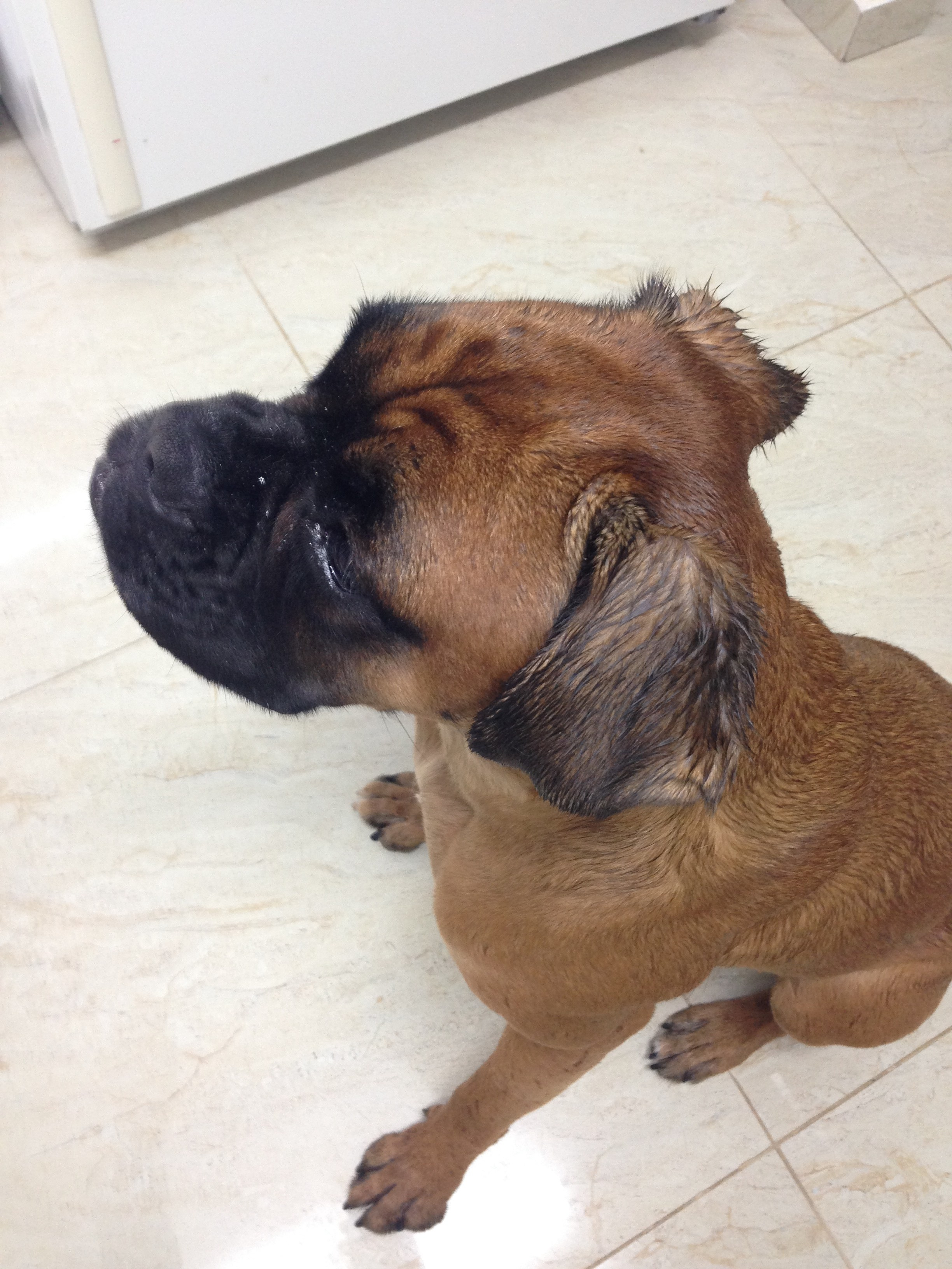 My ״Star״ Boxer Dog