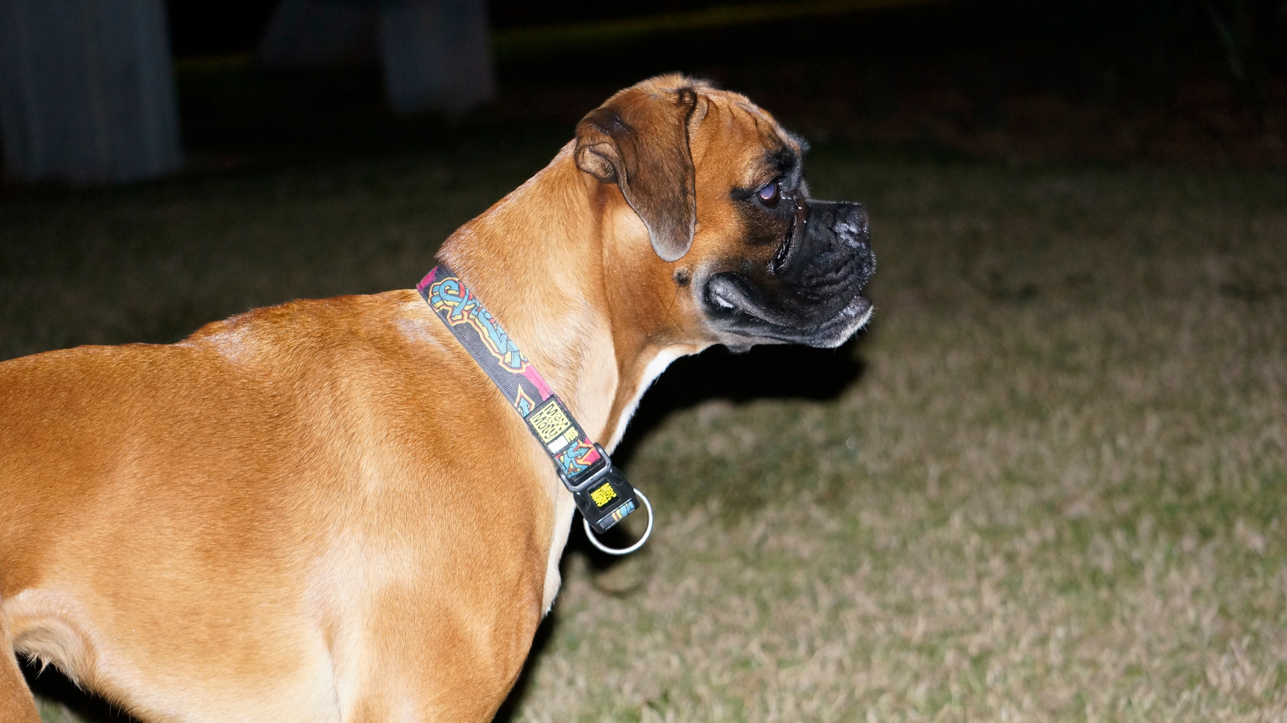 My ״Star״ Boxer Dog