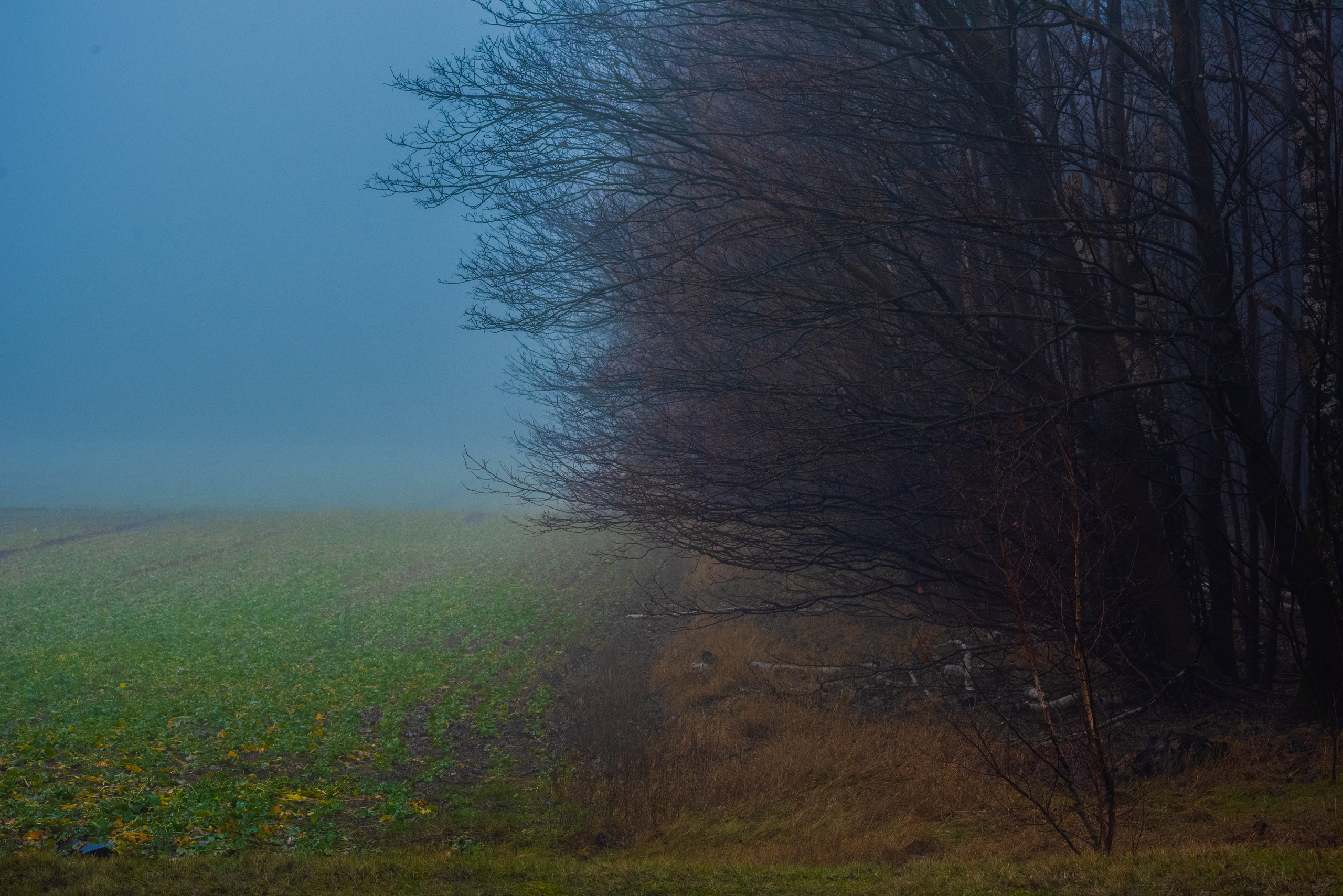 Туман в полях. Kindshephoto Женский и семейный фотограф Москва