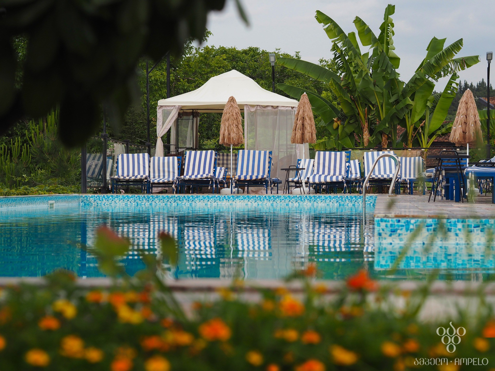 Ampelo. Главная