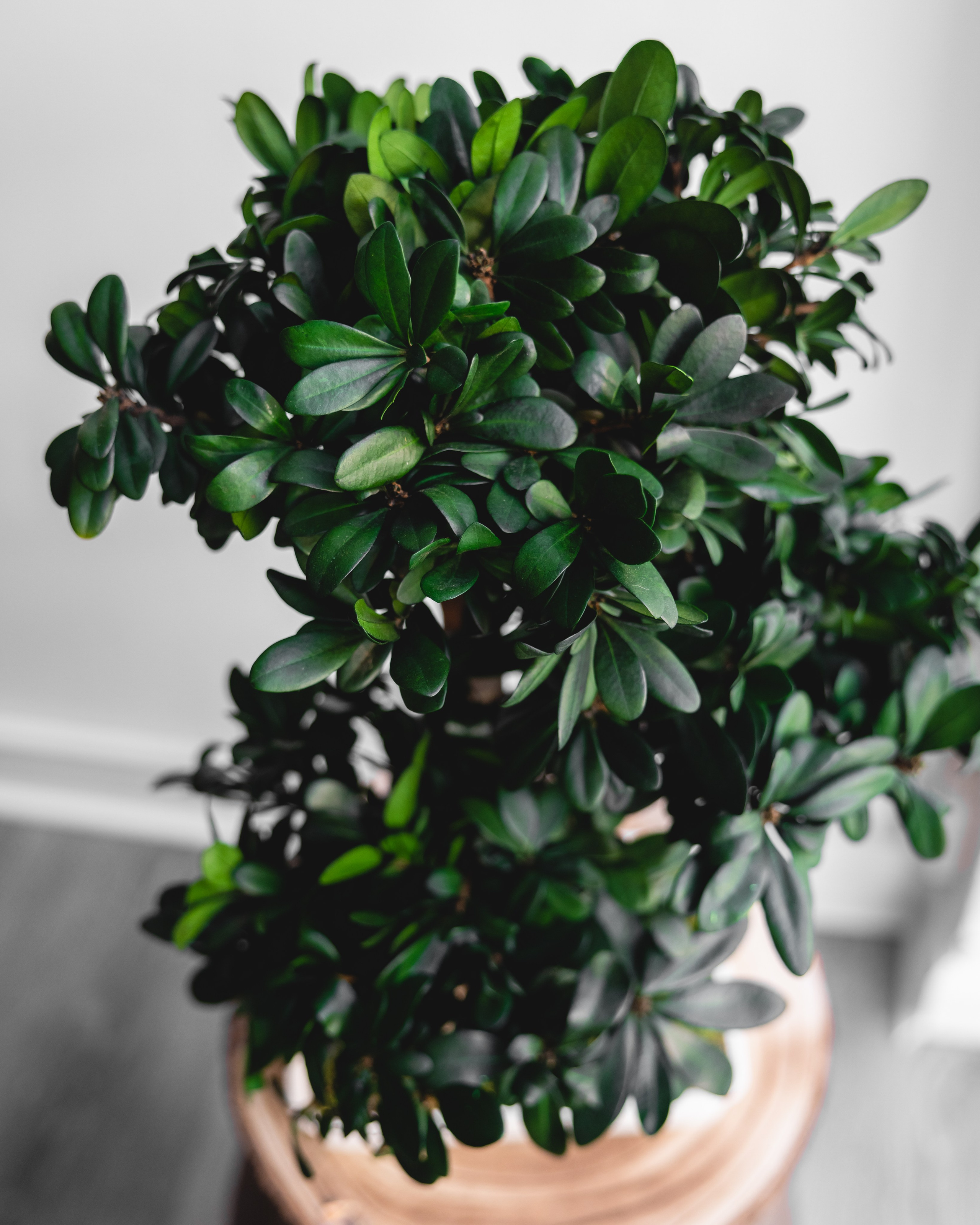 Wow blomster. Professional wedding photographer in Copenhagen, Denmark — Julia Byron