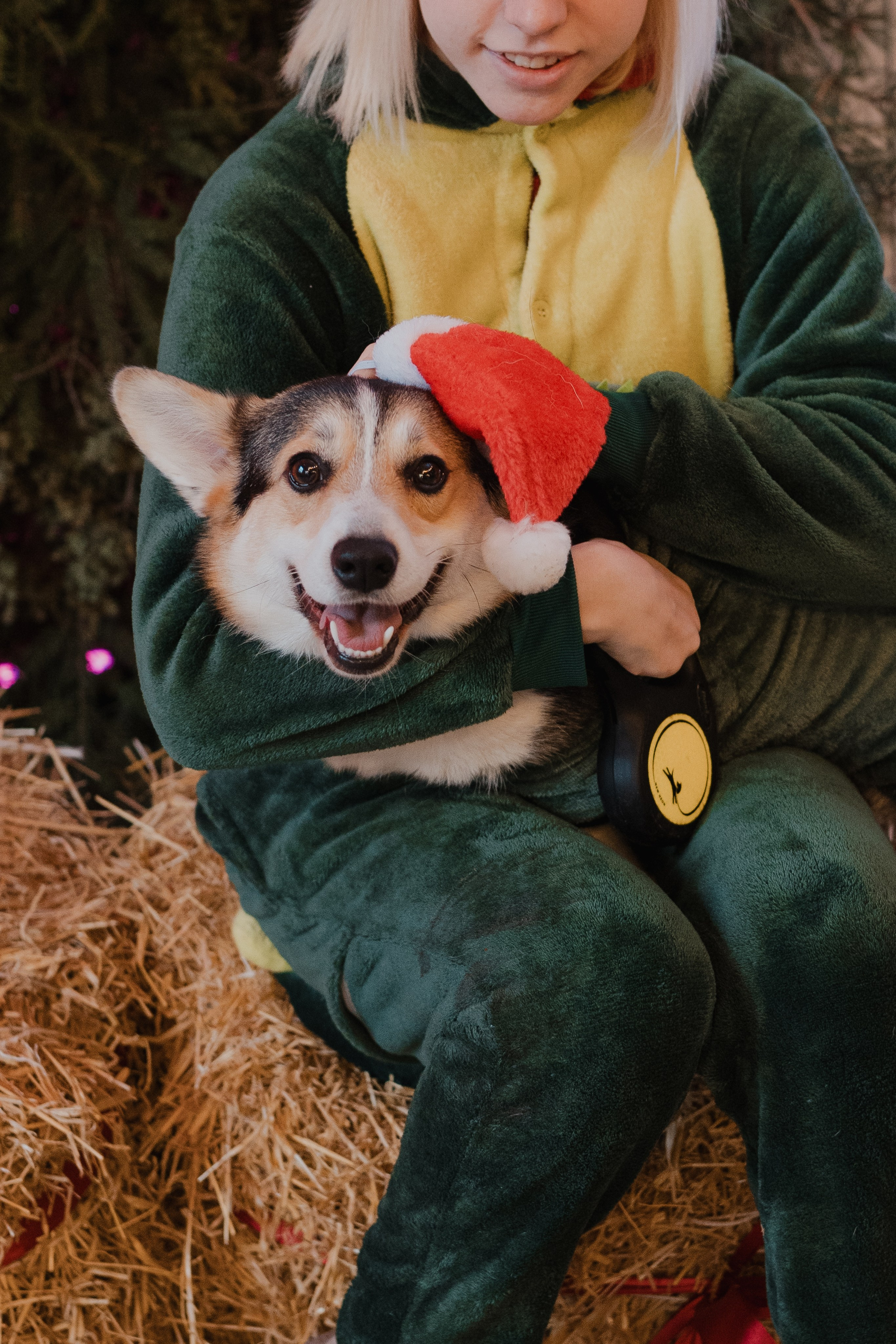 Corgi fest. Event Photography