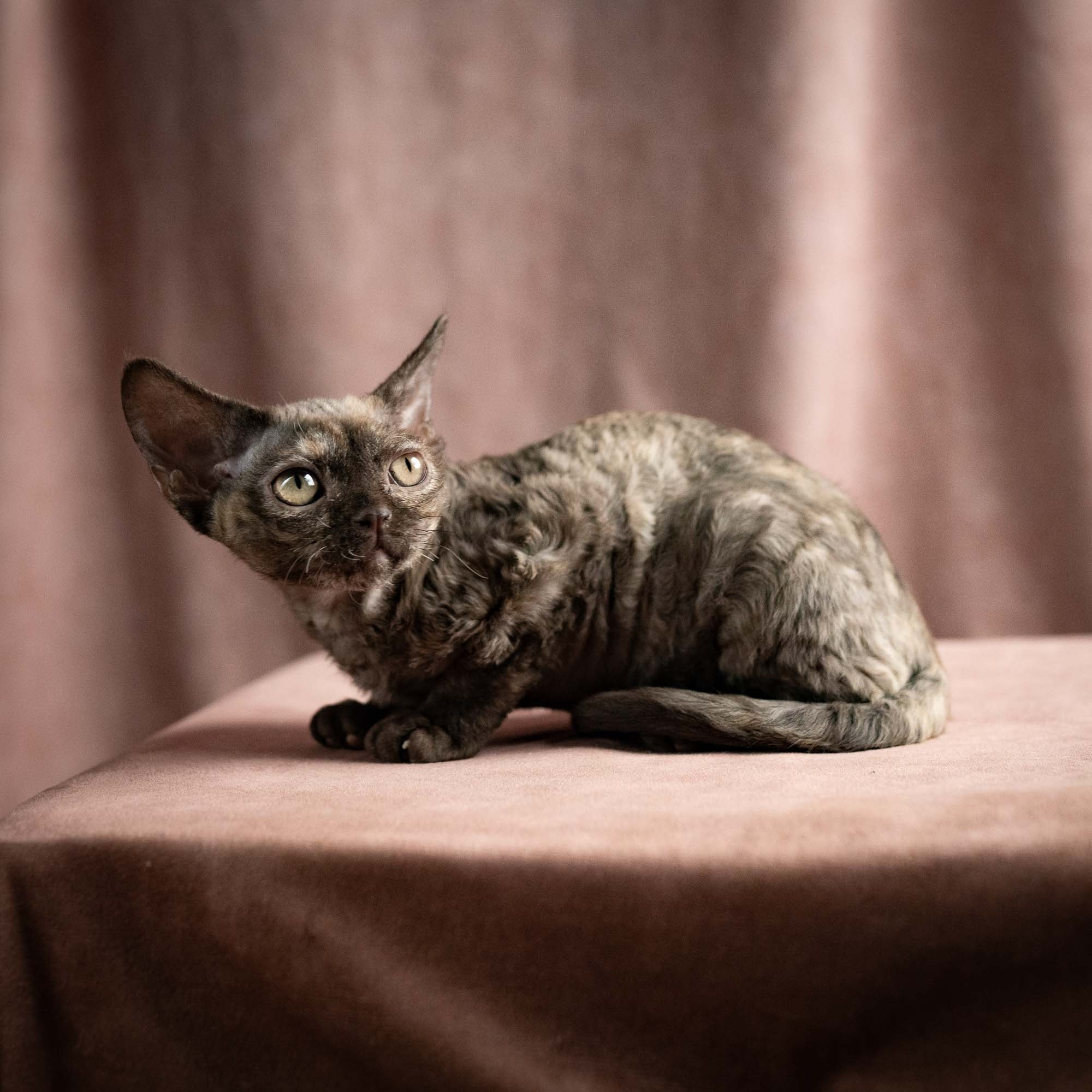 Olivia, girl, born 02.08.26. Devon Rex Pixie Cattery