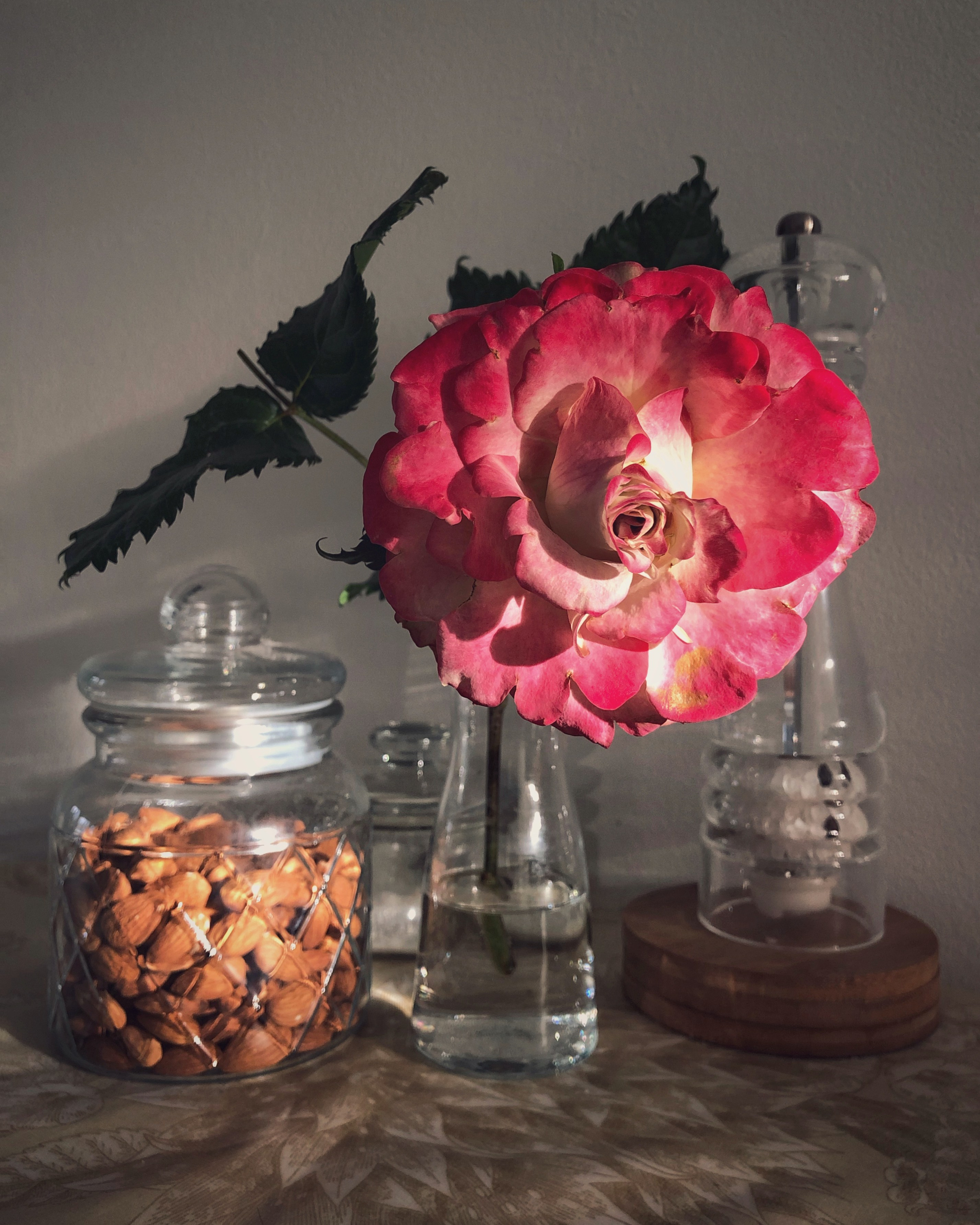 Still life. Ant | photo