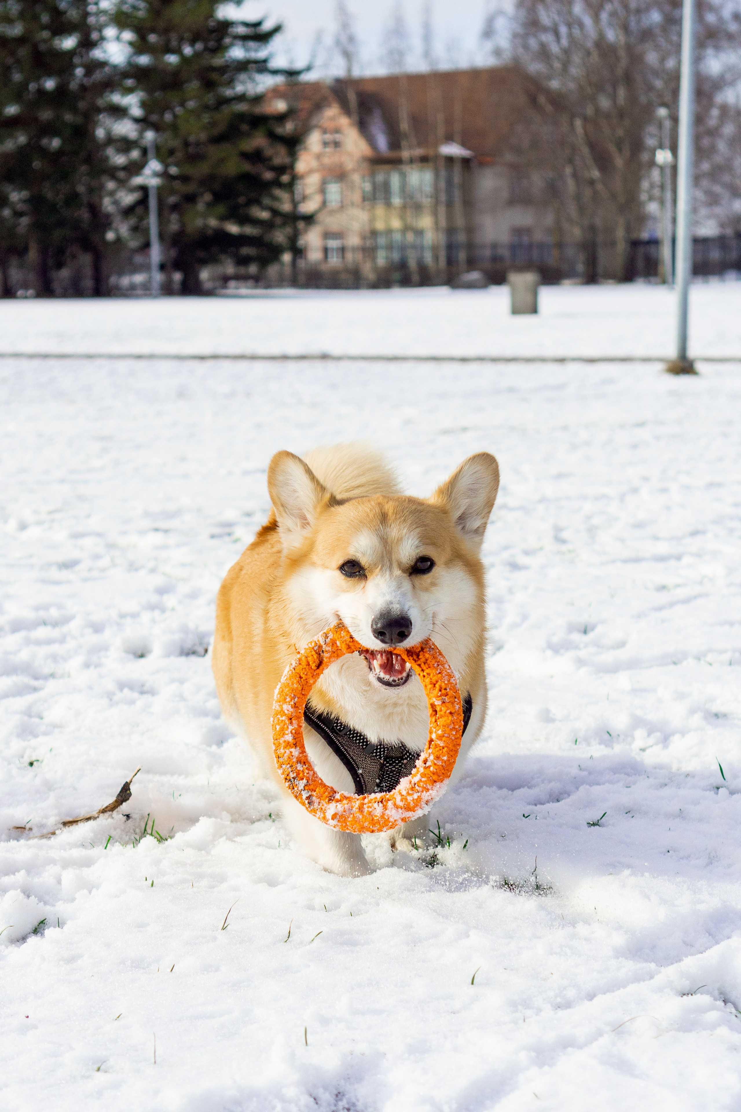 Corgi party, 23 feb. 2025. Kat Laisaar — Pet photographer in Tallinn