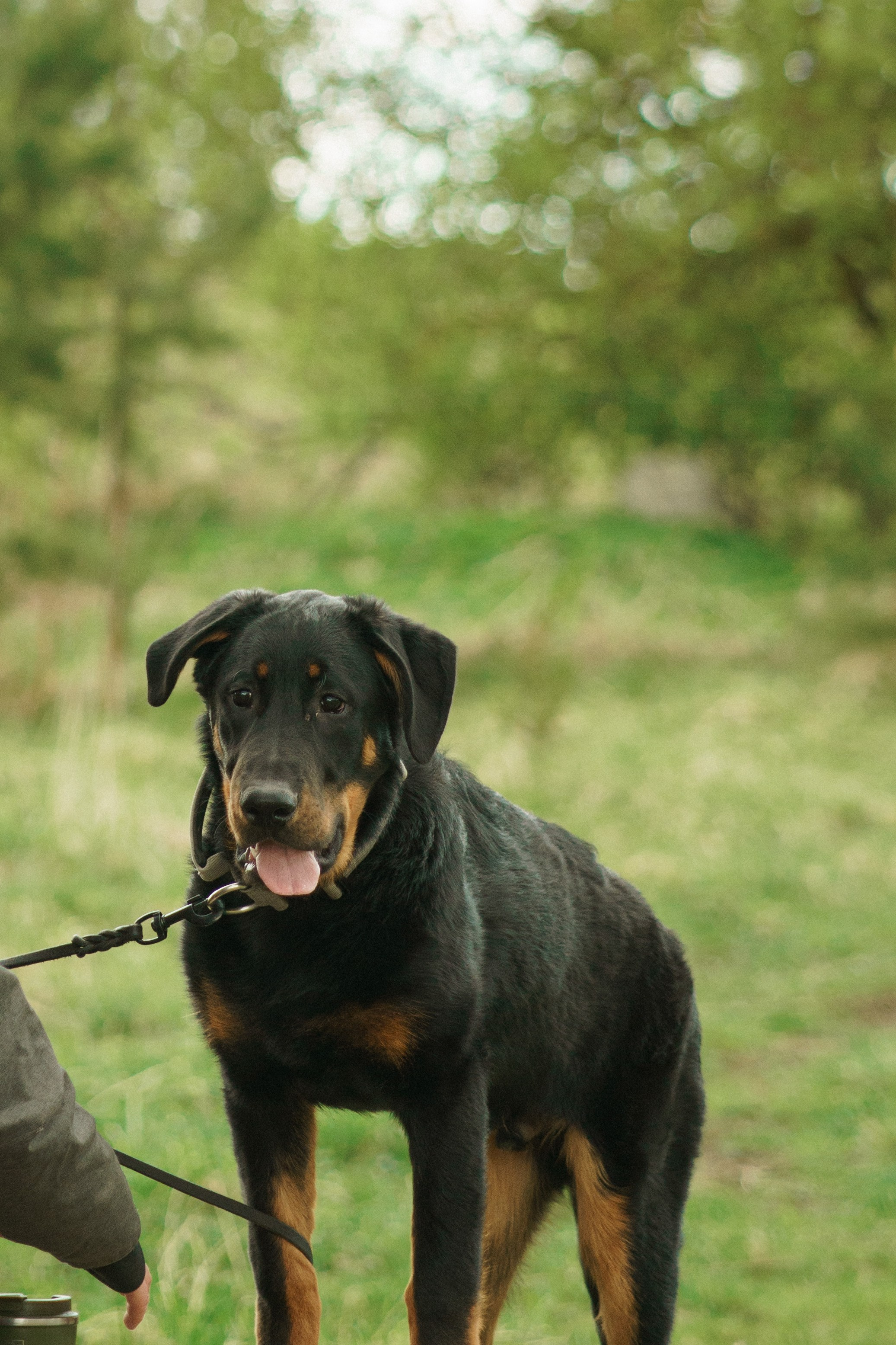 Herding Days, 26 apr. 2025. Kat Laisaar — Pet photographer in Tallinn